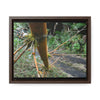 Rainforest Trails & Views - Gallery Canvas Wraps, Horizontal Frame - El Yunque National Forest - Puerto Rico - PR191 Closed forest road with fallend bamboo - Green Forest Home