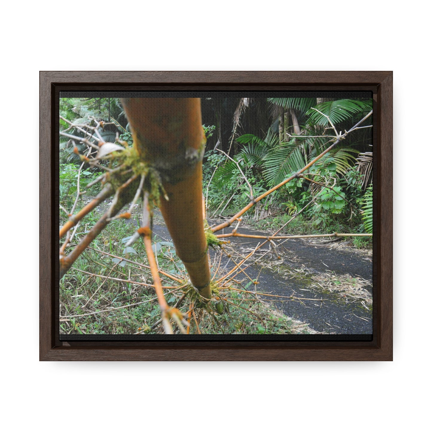 Rainforest Trails & Views - Gallery Canvas Wraps, Horizontal Frame - El Yunque National Forest - Puerto Rico - PR191 Closed forest road with fallend bamboo - Green Forest Home