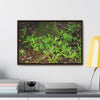 Rainforest Trails & Views - Gallery Canvas Wraps, Horizontal Frame - El Yunque National Forest - Puerto Rico - The tender Sierra Tree Palm protects here babies plants in the shade below