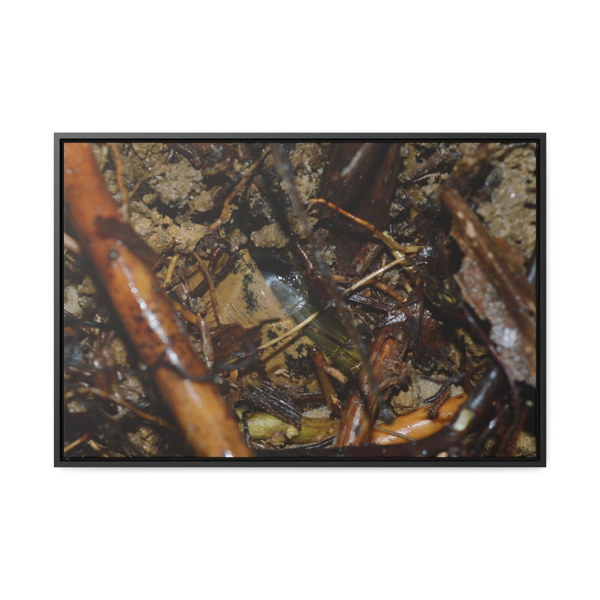 Rainforest Trails & Views - Gallery Canvas Wraps, Horizontal Frame - El Yunque National Forest - Puerto Rico - The dense forest ground near the top of PR 191 - the red root is a Sierra Palm root - Green Forest Home