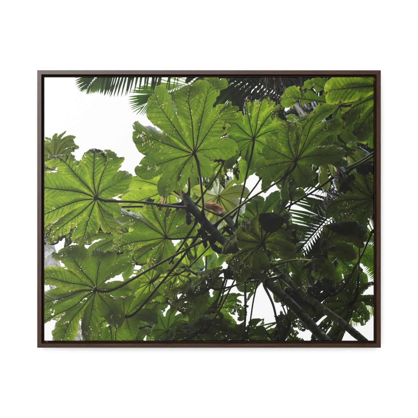 Rainforest Trails & Views - Gallery Canvas Wraps, Horizontal Frame - El Yunque National Forest - Puerto Rico - Rio Sabana Trail - Yagrumo Tree - Green Forest Home