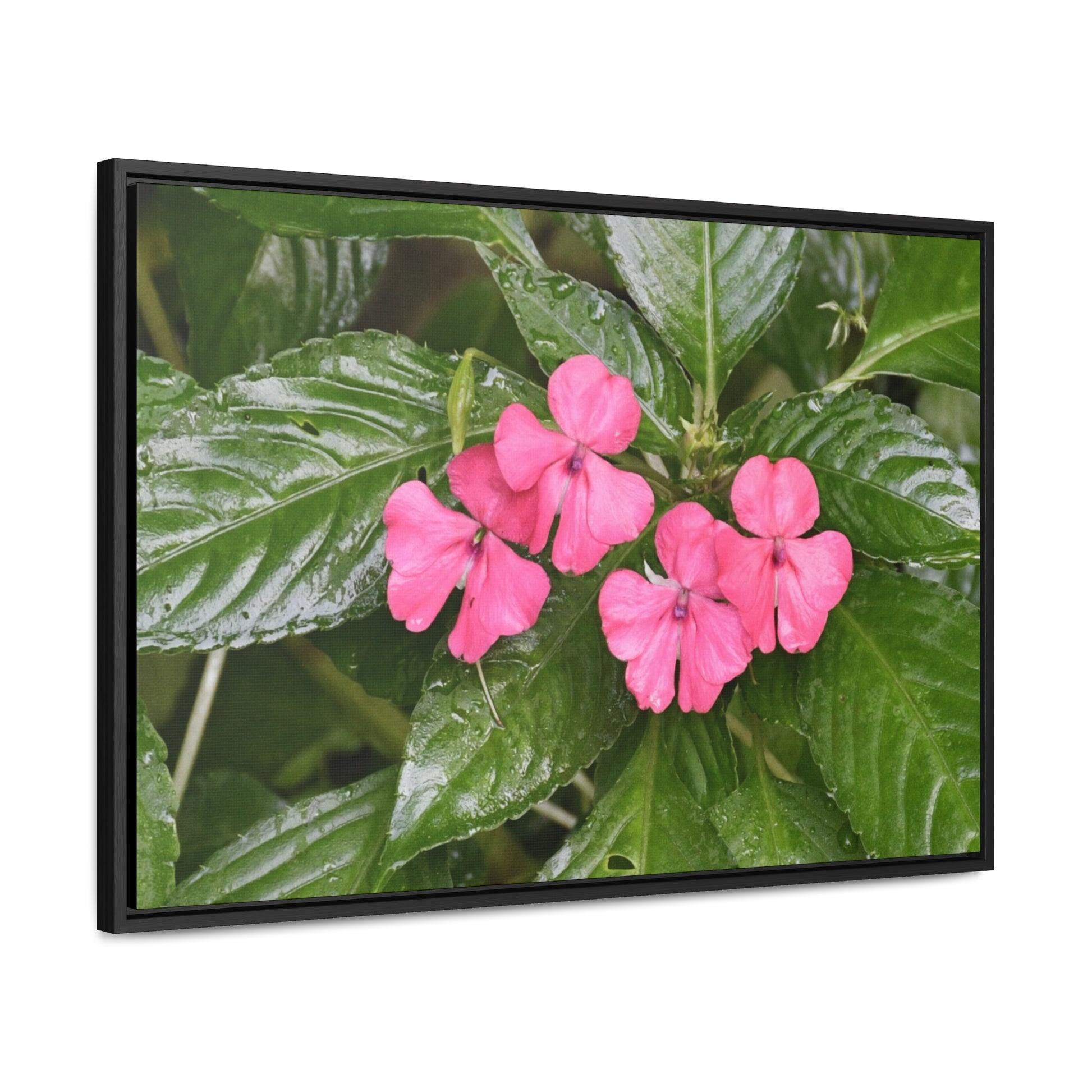 Rainforest Trails & Views - Gallery Canvas Wraps, Horizontal Frame - El Yunque National Forest - Rio Sabana Lovely Miramelinda flower - Green Forest Home