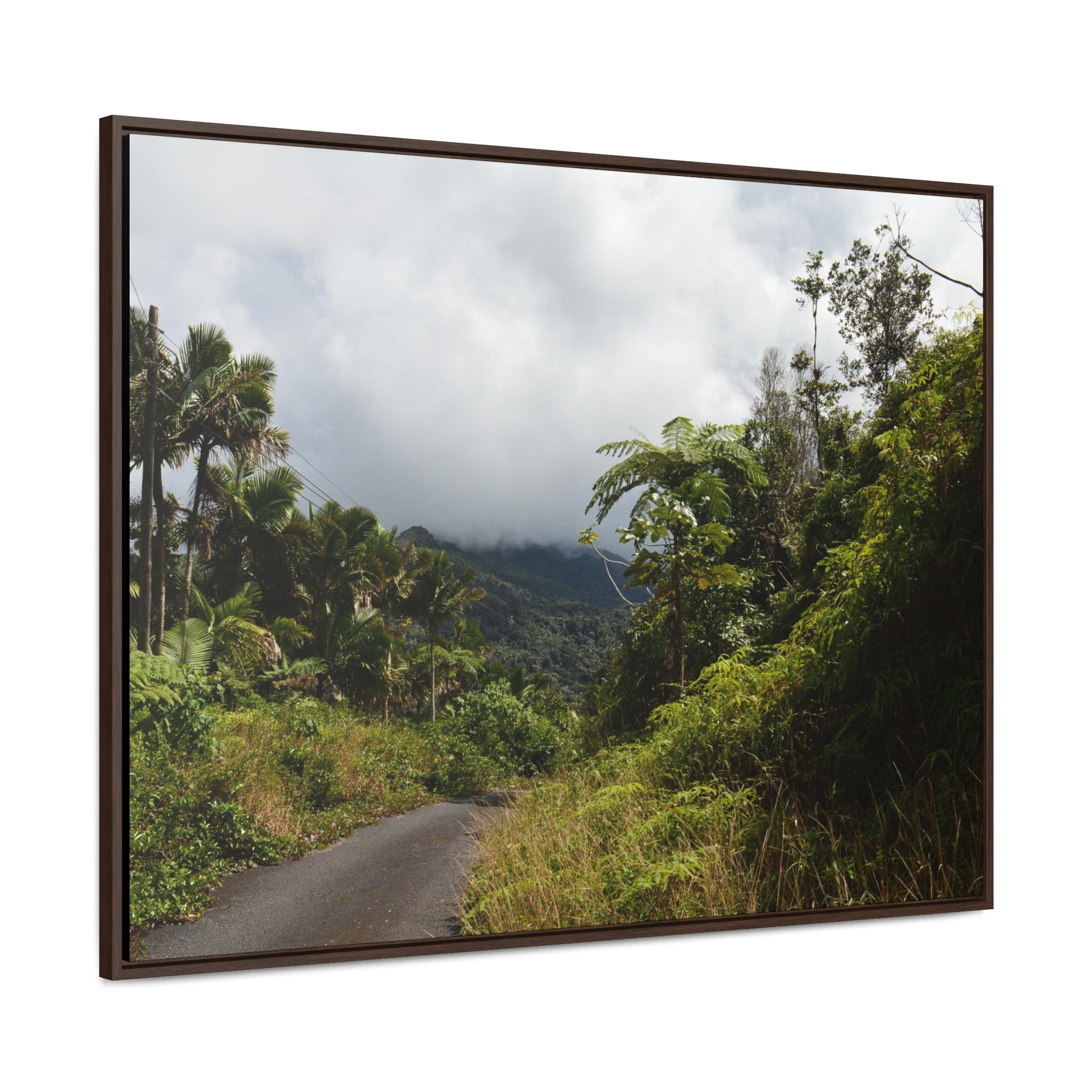 Rainforest Trails & Views - Gallery Canvas Wraps, Horizontal Frame - El Yunque National Forest - Puerto Rico - Closed PR191 forested road - Green Forest Home