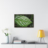 Rainforest Trails & Views - Gallery Canvas Wraps, Horizontal Frame - El Yunque National Forest - Rio Sabana road - Ortiga corrosive plant leaf - Green Forest Home