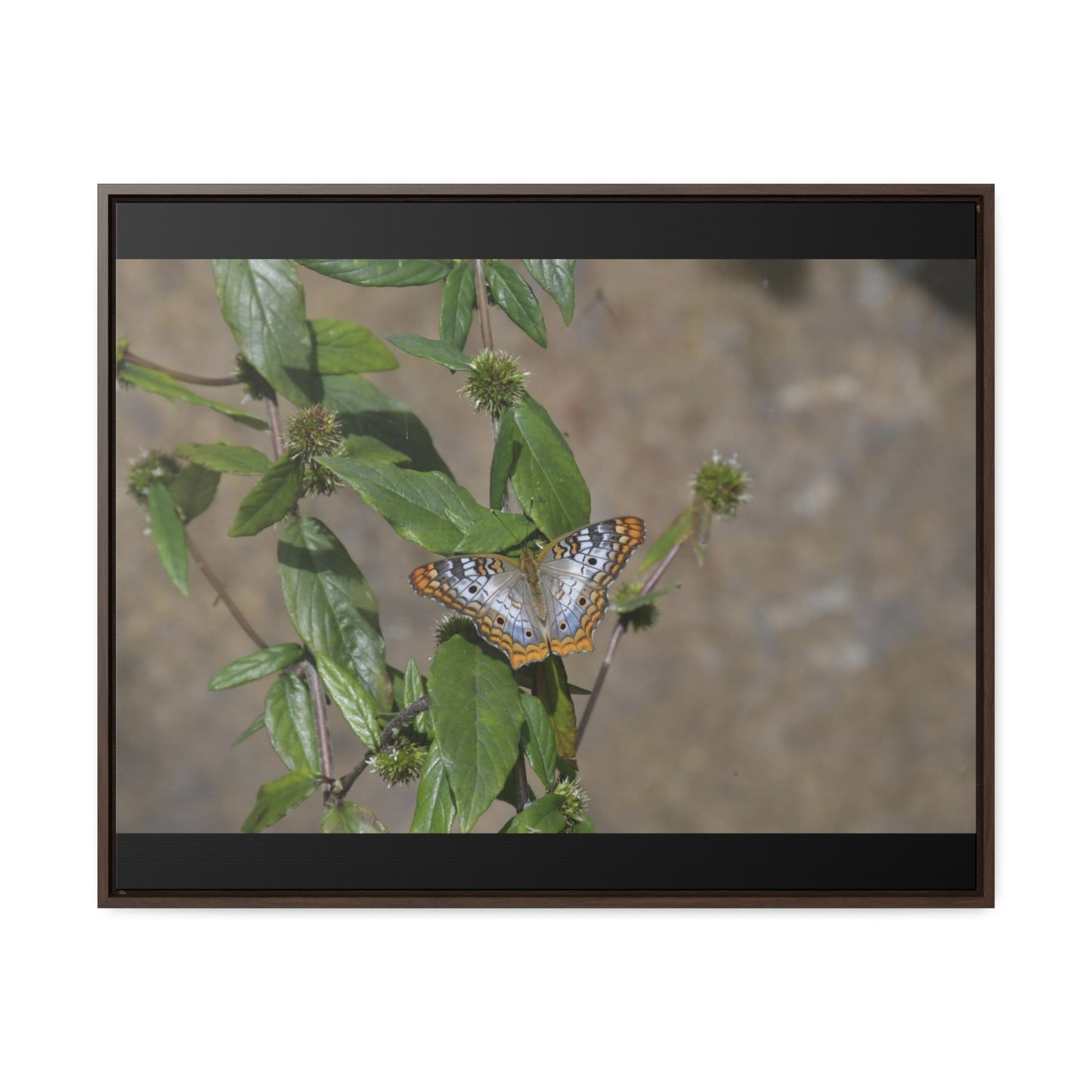 Rainforest Trails & Views - Gallery Canvas Wraps, Horizontal Frame - El Yunque National Forest - Puerto Rico - Rio Sabana Park Butterfly - Green Forest Home