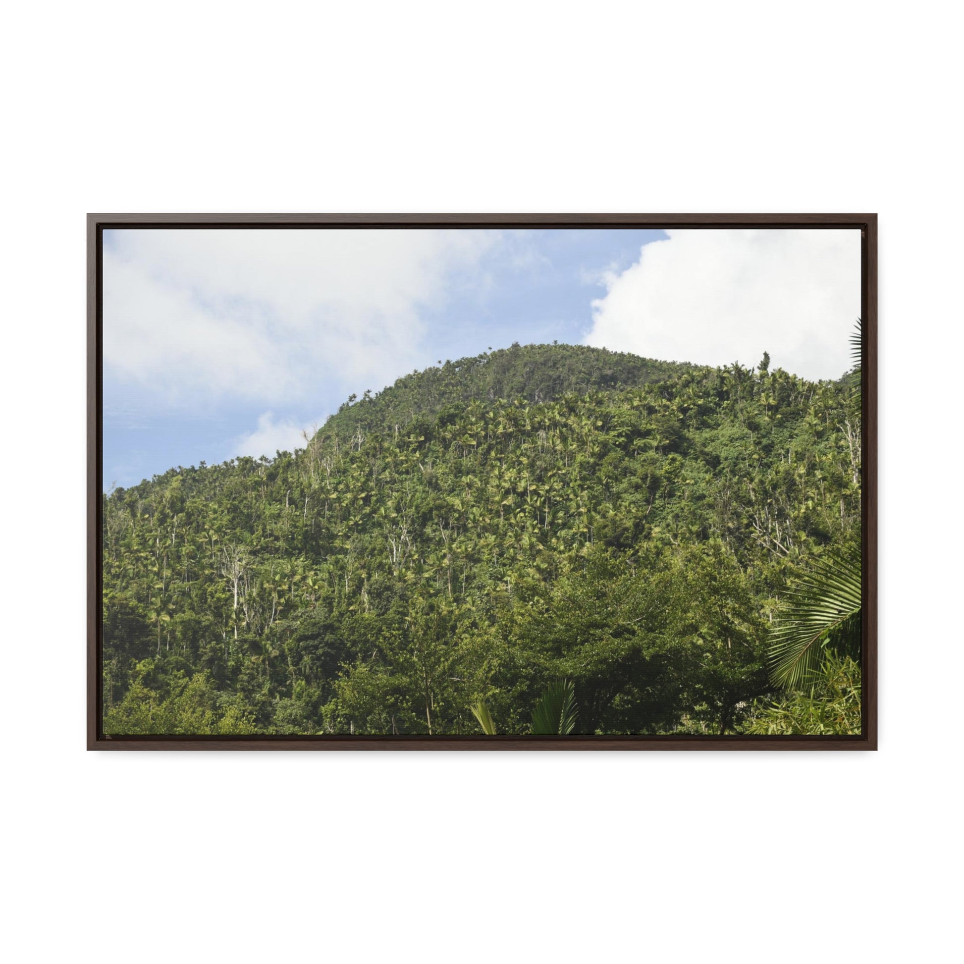 Rainforest Trails & Views - Gallery Canvas Wraps, Horizontal Frame - El Yunque National Forest - Puerto Rico - Rio Sabana park dense forest mountains - Green Forest Home