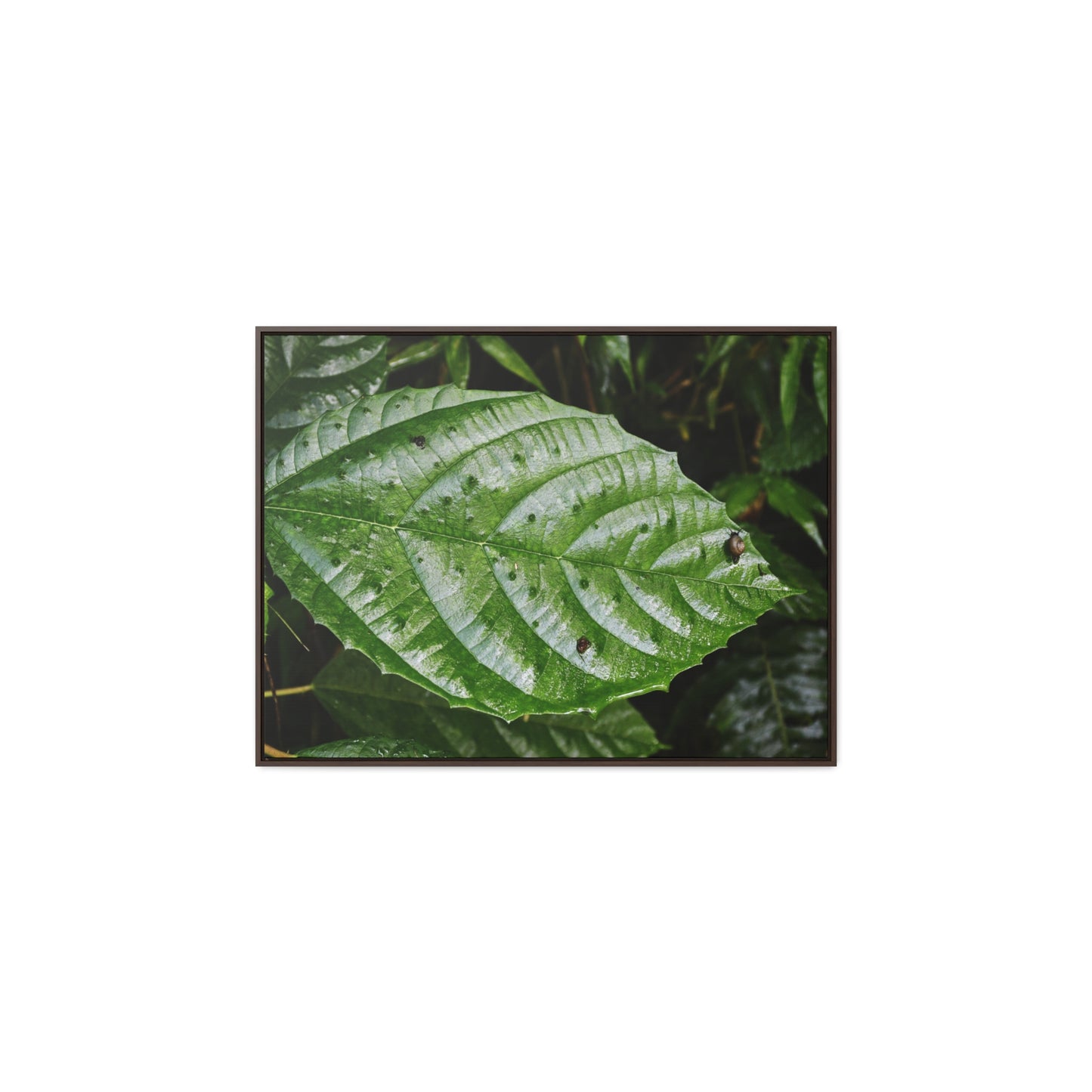 Rainforest Trails & Views - Gallery Canvas Wraps, Horizontal Frame - El Yunque National Forest - Rio Sabana road - Ortiga corrosive plant leaf - Green Forest Home