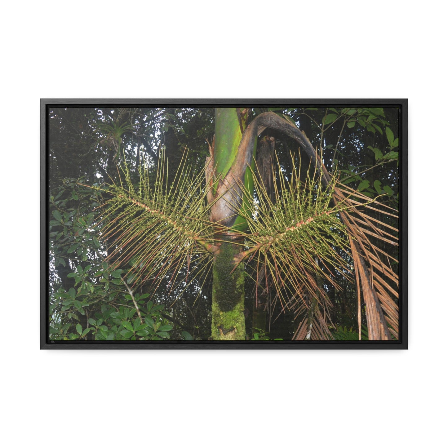 Rainforest Trails & Views - Gallery Canvas Wraps, Horizontal Frame - El Yunque National Forest - Puerto Rico - A close view of the Sierra Palm tree