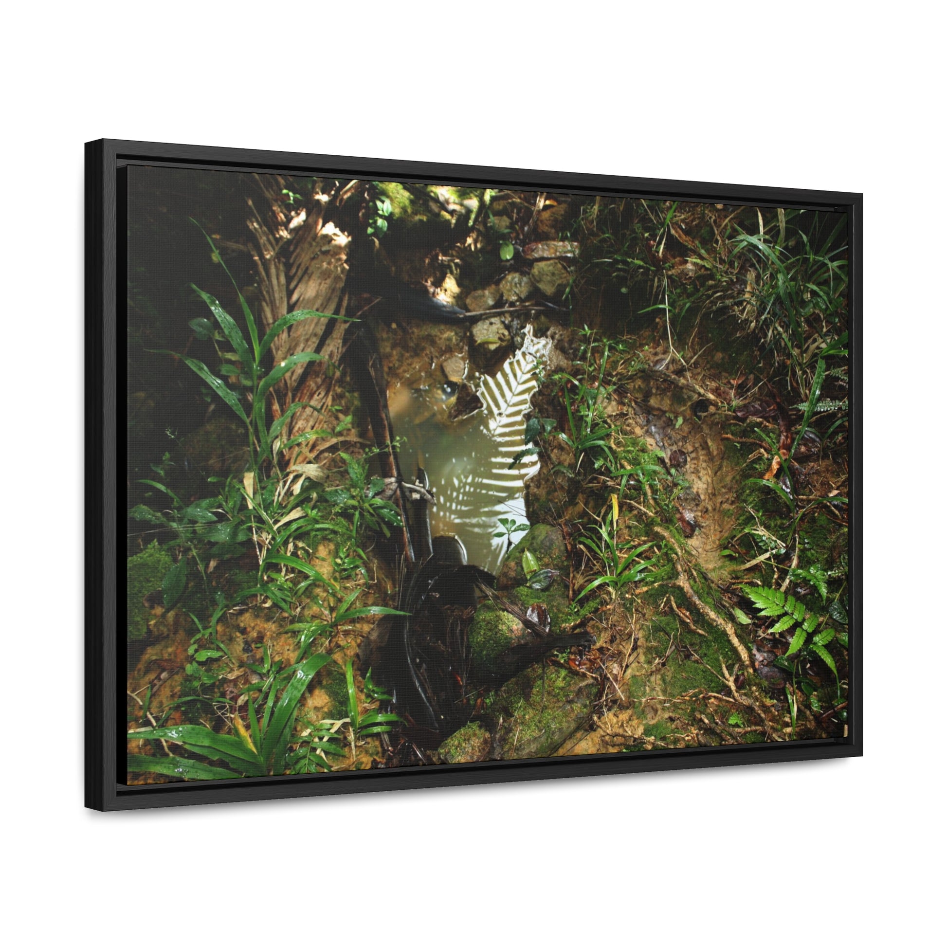 Rainforest Trails & Views - Gallery Canvas Wraps, Horizontal Frame - El Yunque National Forest - Puerto Rico - Tradewinds where streams begin - Green Forest Home