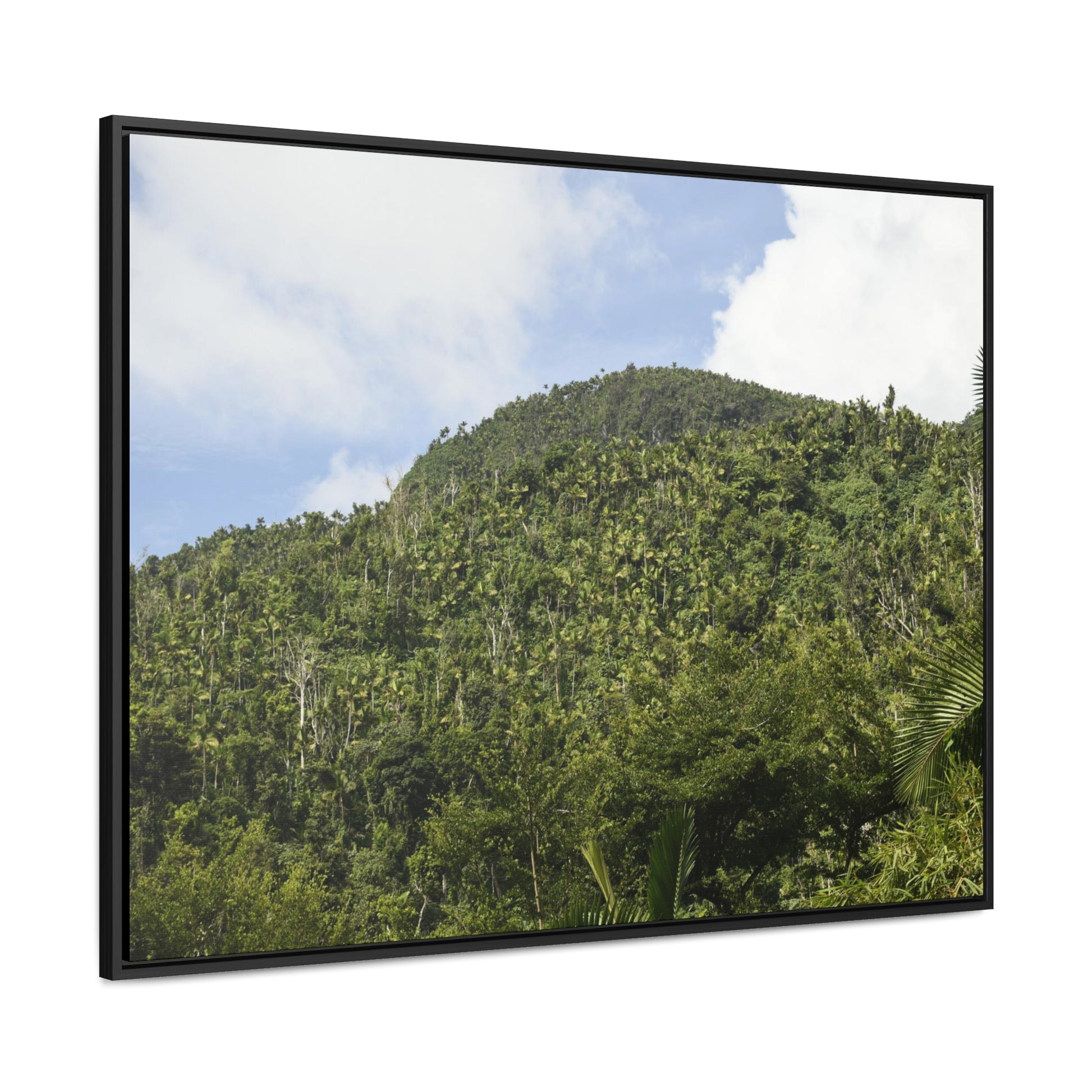 Rainforest Trails & Views - Gallery Canvas Wraps, Horizontal Frame - El Yunque National Forest - Puerto Rico - Rio Sabana park dense forest mountains - Green Forest Home