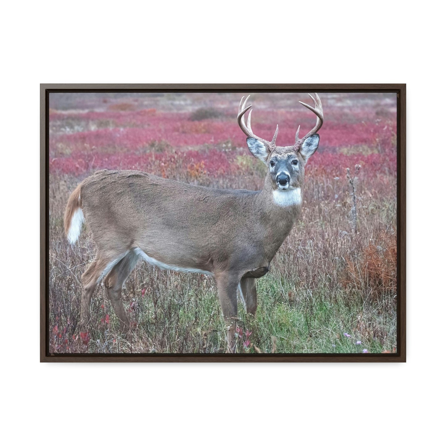 Horizontal Framed Premium Gallery Wrap Canvas - Celebrating the Great Smoky Mountain National Park