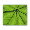 Deals on Thin Canvas - Stretched, 0.75" - Small Sizes Horizontal - Ideal for Wall Forest Mosaics - Yagrumo in the sun closeup