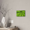 Deals on Thin Canvas - Stretched, 0.75" - Small Sizes Horizontal - Ideal for Wall Forest Mosaics - Yagrumo in the sun closeup