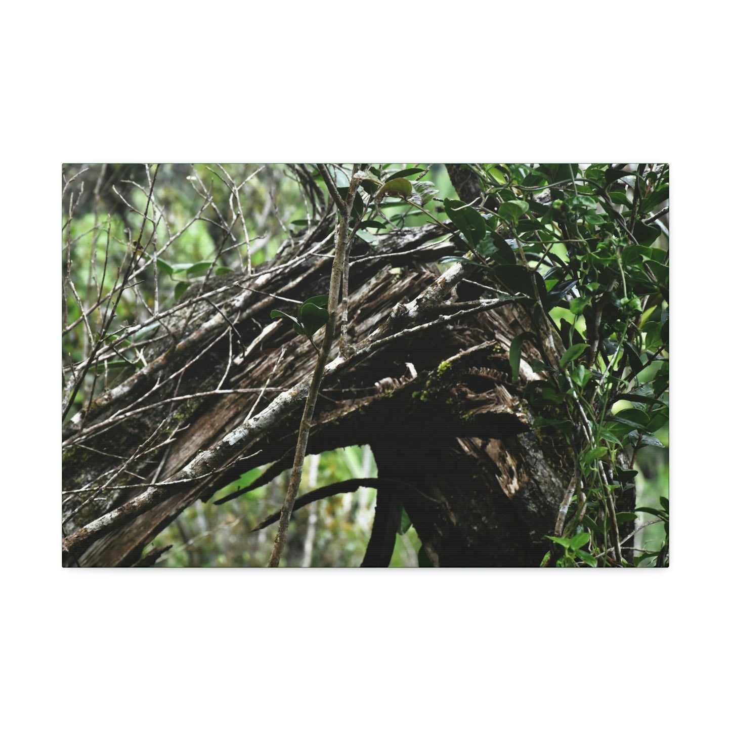 Canvas Stretched - Forest@Home - El Yunque - Recovering from Hurricane Maria - Tradewinds trail shows a broken tree