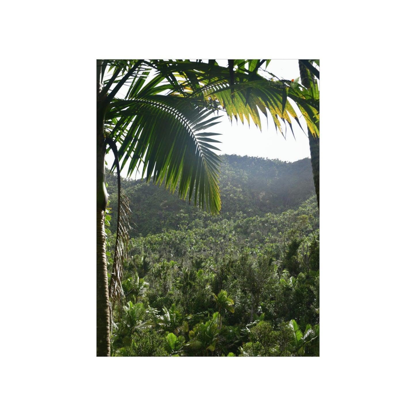 Premium Matte vertical posters -   ﻿Bring home the most remote rarely-seen regions of the rainforest in Puerto Rico - El Toro Wilderness