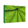 Deals on Thin Canvas - Stretched, 0.75" - Small Sizes Horizontal - Ideal for Wall Forest Mosaics - Yagrumo in the sun closeup