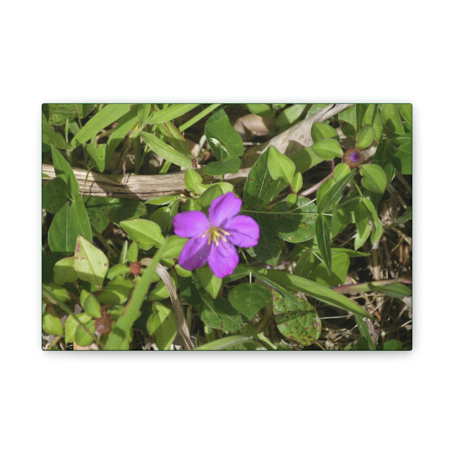 Deals on Thin Canvas - Stretched, 0.75" - Small Sizes Horizontal - Ideal for Wall Forest Mosaics - Flower in Foliage - Rio Sabana Park