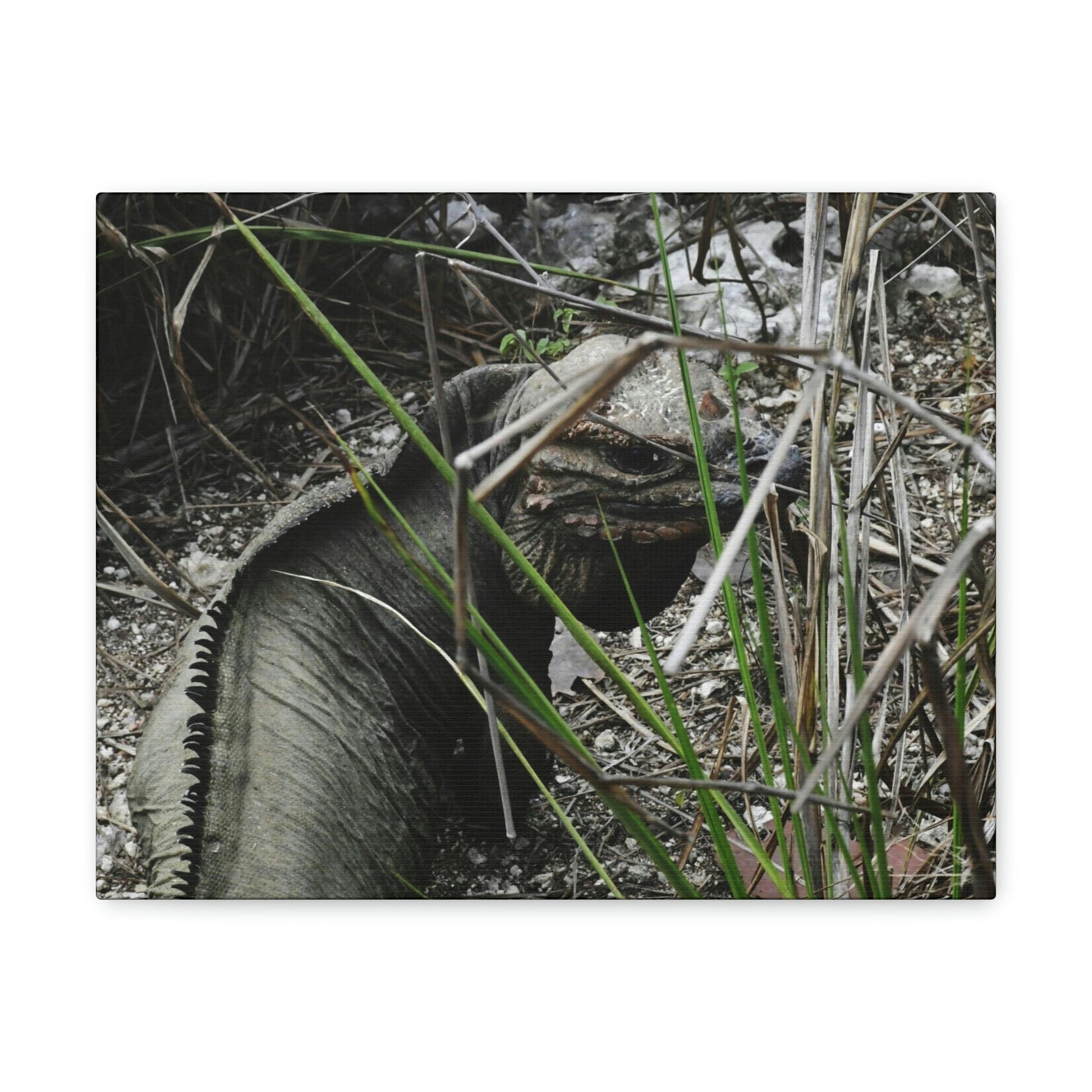 Amazing native Iguana of Mona Island - Puerto Rico - the Galapagos of the Caribbean - in Pajaros beach - Green Forest Home