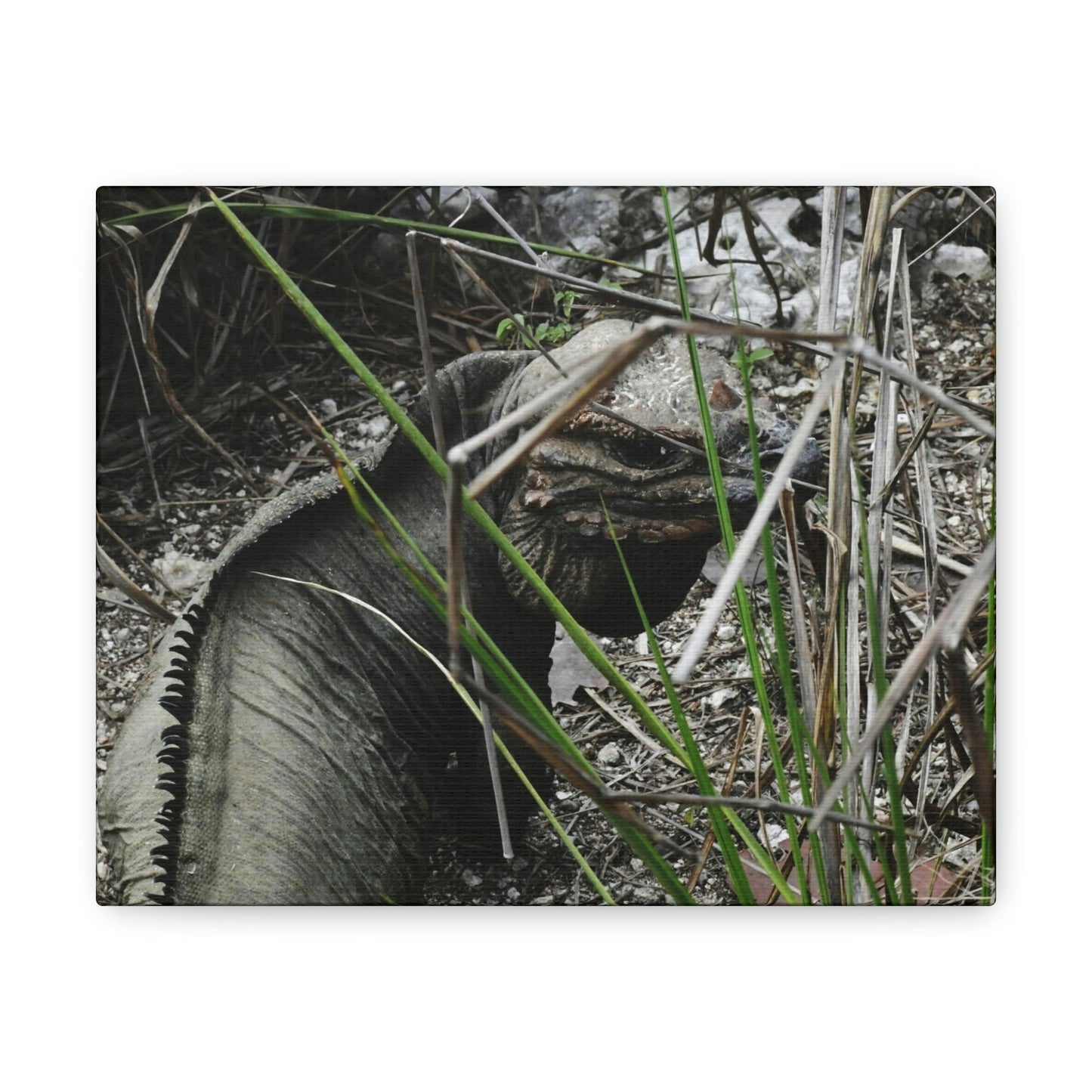 Amazing native Iguana of Mona Island - Puerto Rico - the Galapagos of the Caribbean - in Pajaros beach - Green Forest Home