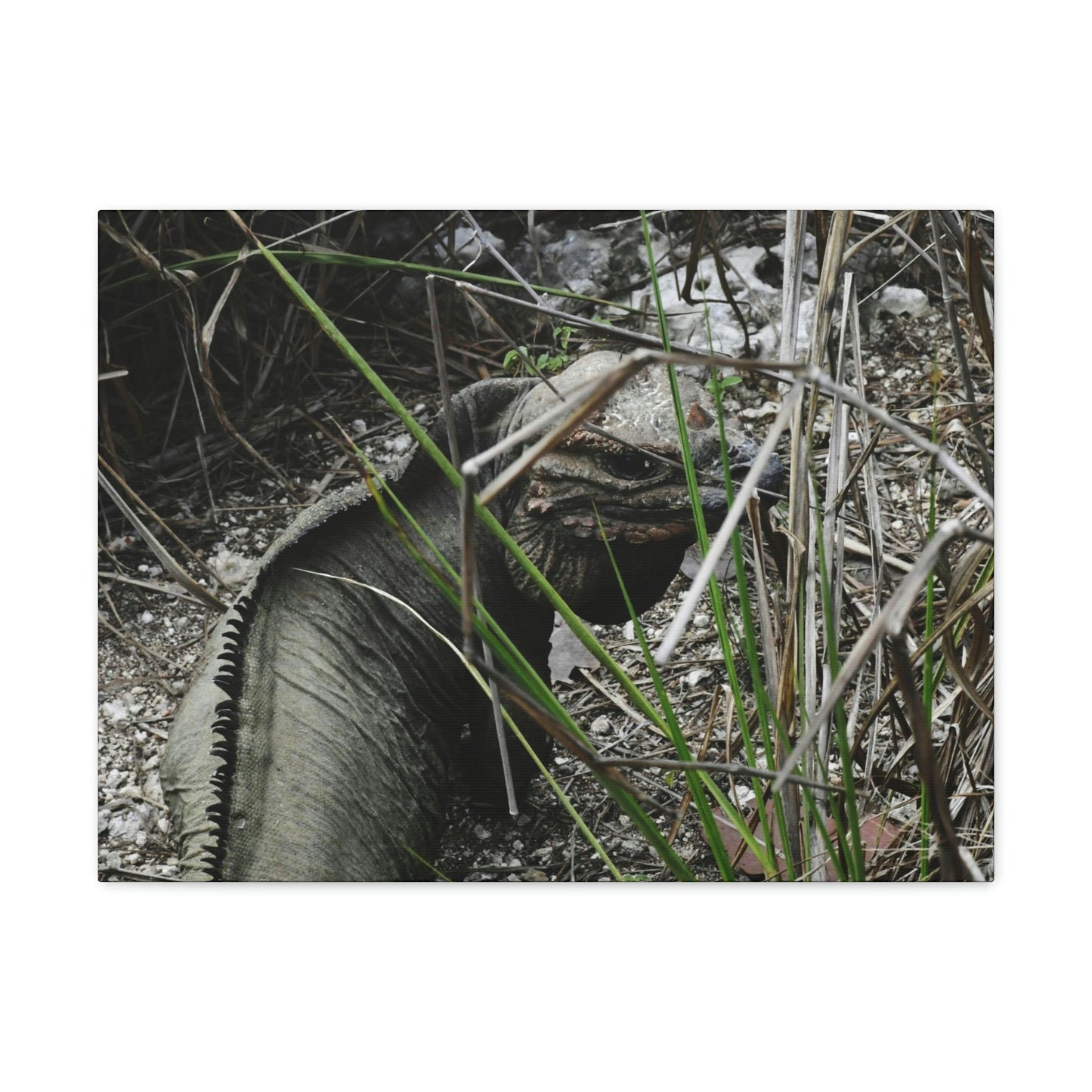 Amazing native Iguana of Mona Island - Puerto Rico - the Galapagos of the Caribbean - in Pajaros beach - Green Forest Home