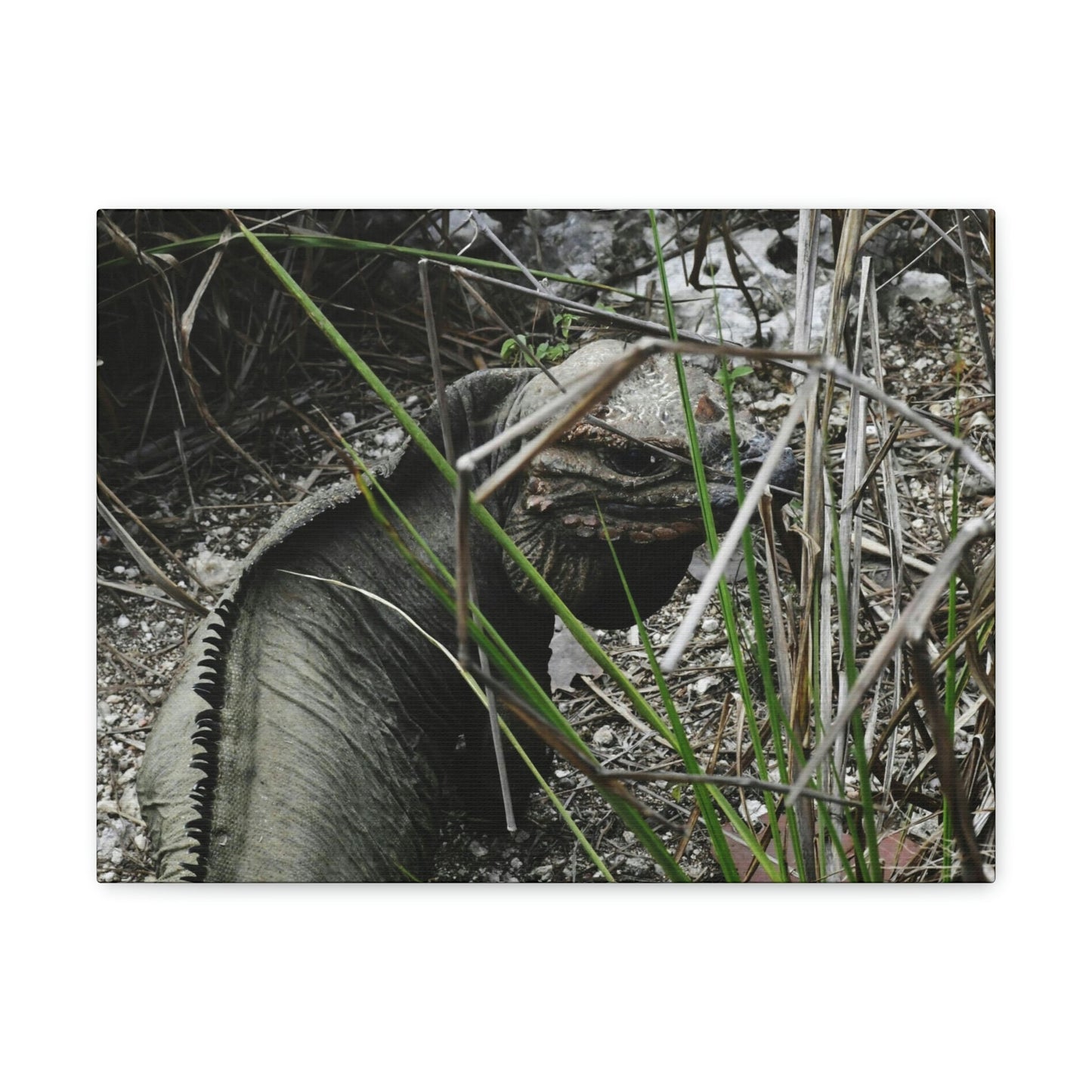 Amazing native Iguana of Mona Island - Puerto Rico - the Galapagos of the Caribbean - in Pajaros beach - Green Forest Home