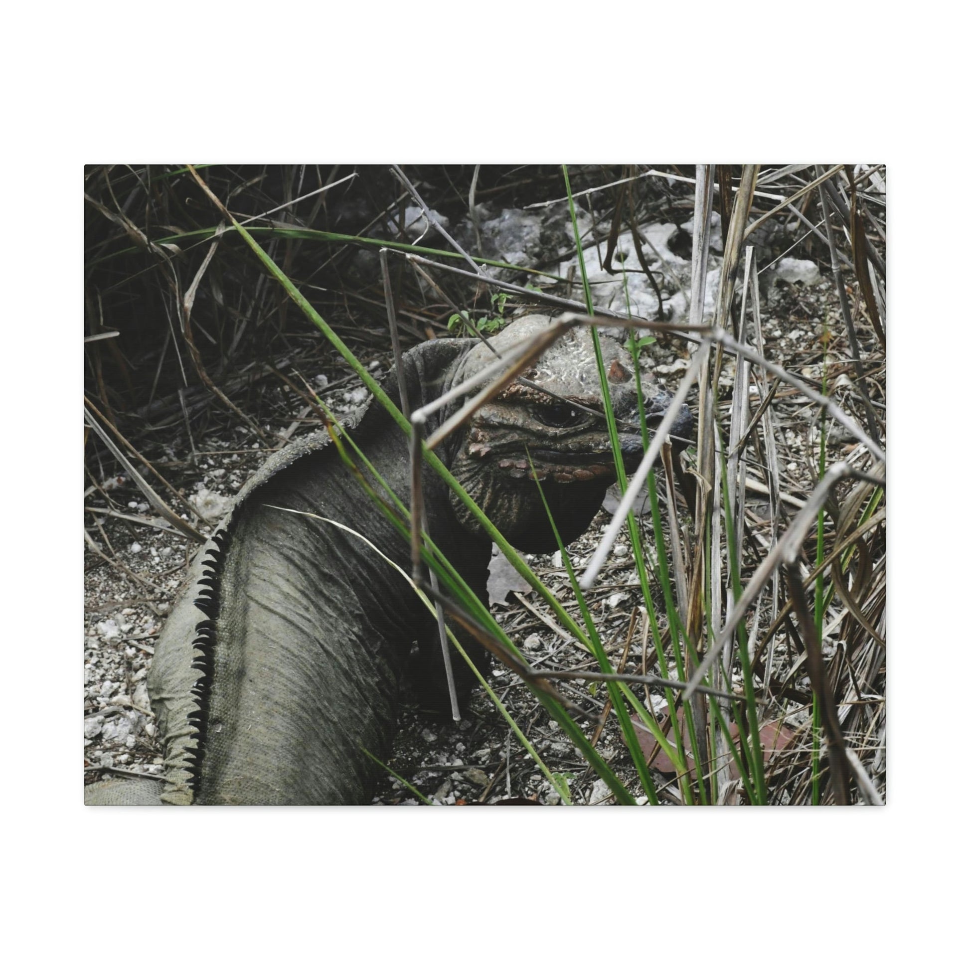 Amazing native Iguana of Mona Island - Puerto Rico - the Galapagos of the Caribbean - in Pajaros beach - Green Forest Home