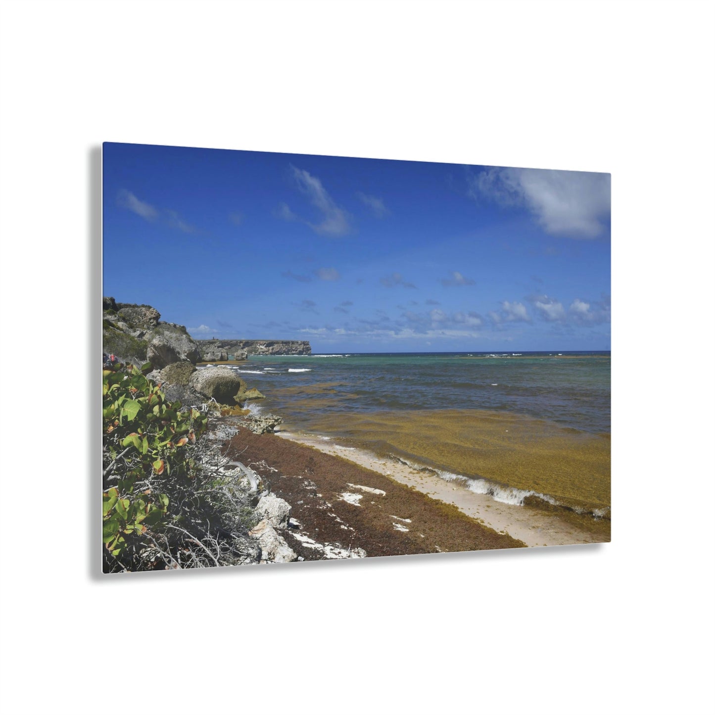 AWESOME Acrylic Prints - Stunning Pristine & Remote Mona island Puerto Rico - Broad view of Pajaros Beach & Monas Plateau - algae filled sea - Green Forest Home