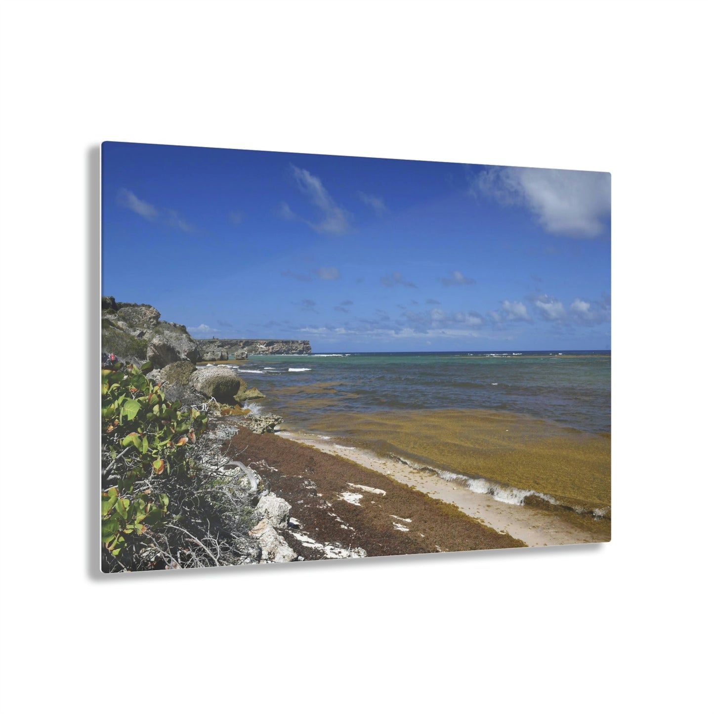 AWESOME Acrylic Prints - Stunning Pristine & Remote Mona island Puerto Rico - Broad view of Pajaros Beach & Monas Plateau - algae filled sea - Green Forest Home