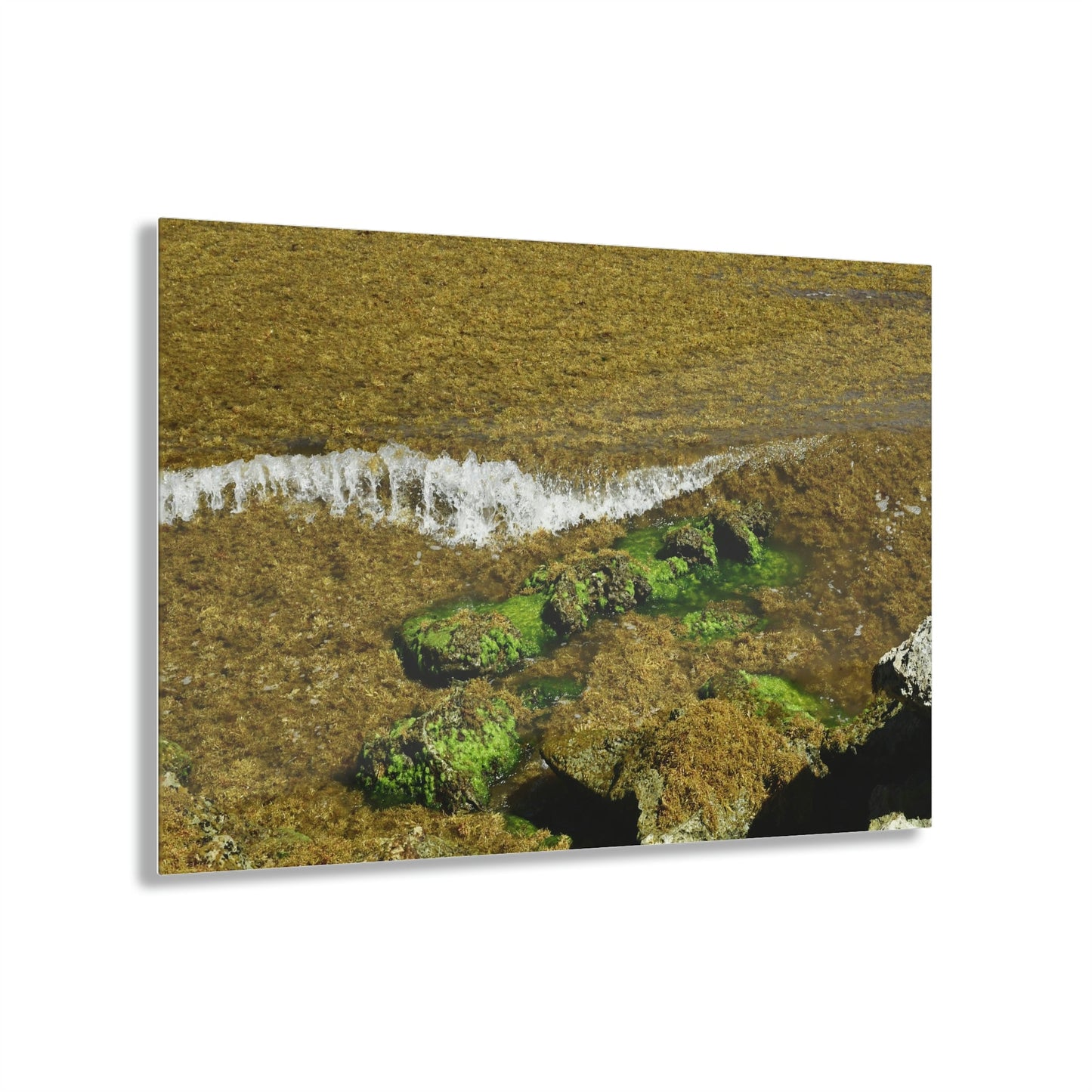 AWESOME Acrylic Prints - Stunning Pristine & Remote Mona island Puerto Rico - hidden paradise - Playa Pajaros algae filled wave breaks - Green Forest Home