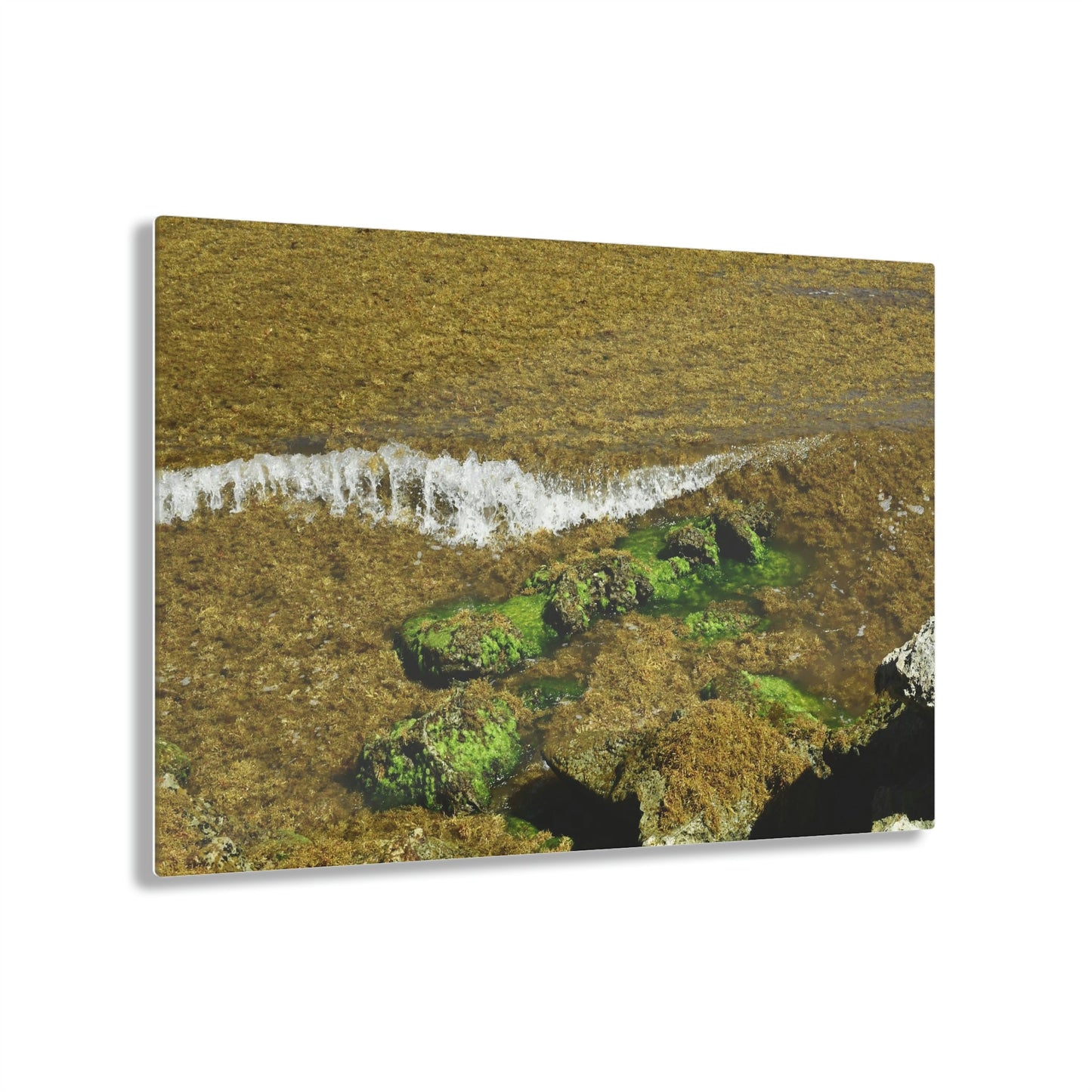 AWESOME Acrylic Prints - Stunning Pristine & Remote Mona island Puerto Rico - hidden paradise - Playa Pajaros algae filled wave breaks - Green Forest Home