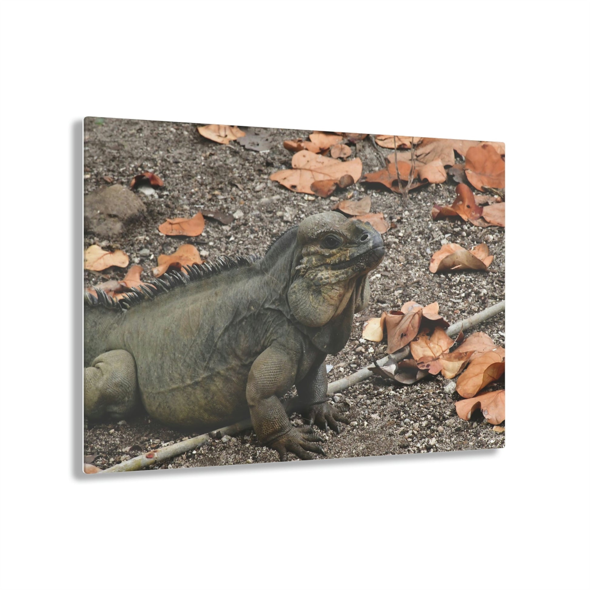 AWESOME Acrylic Prints - Stunning Pristine & Remote Mona island Puerto Rico - hidden paradise - Playa Pajaros Native Iguana - Green Forest Home