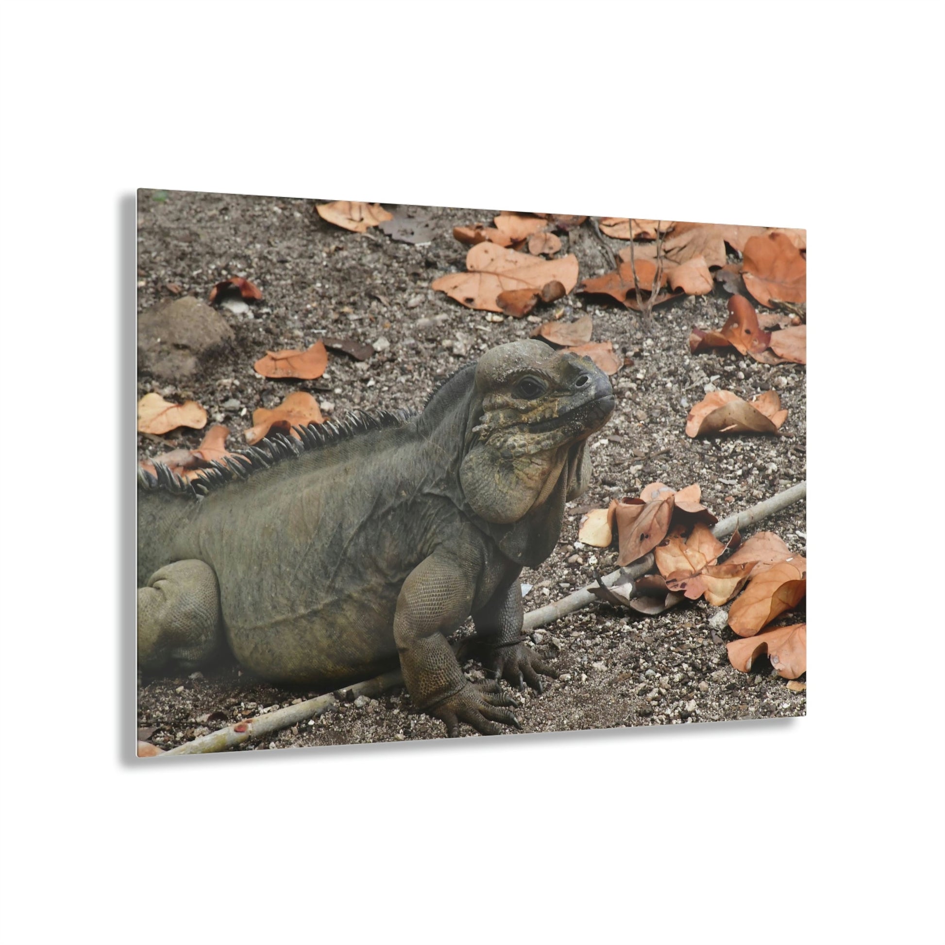 AWESOME Acrylic Prints - Stunning Pristine & Remote Mona island Puerto Rico - hidden paradise - Playa Pajaros Native Iguana - Green Forest Home