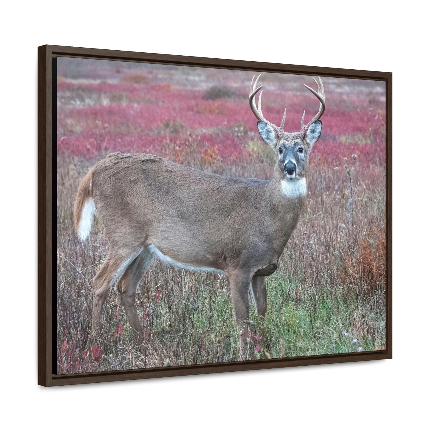 Horizontal Framed Premium Gallery Wrap Canvas - Celebrating the Great Smoky Mountain National Park