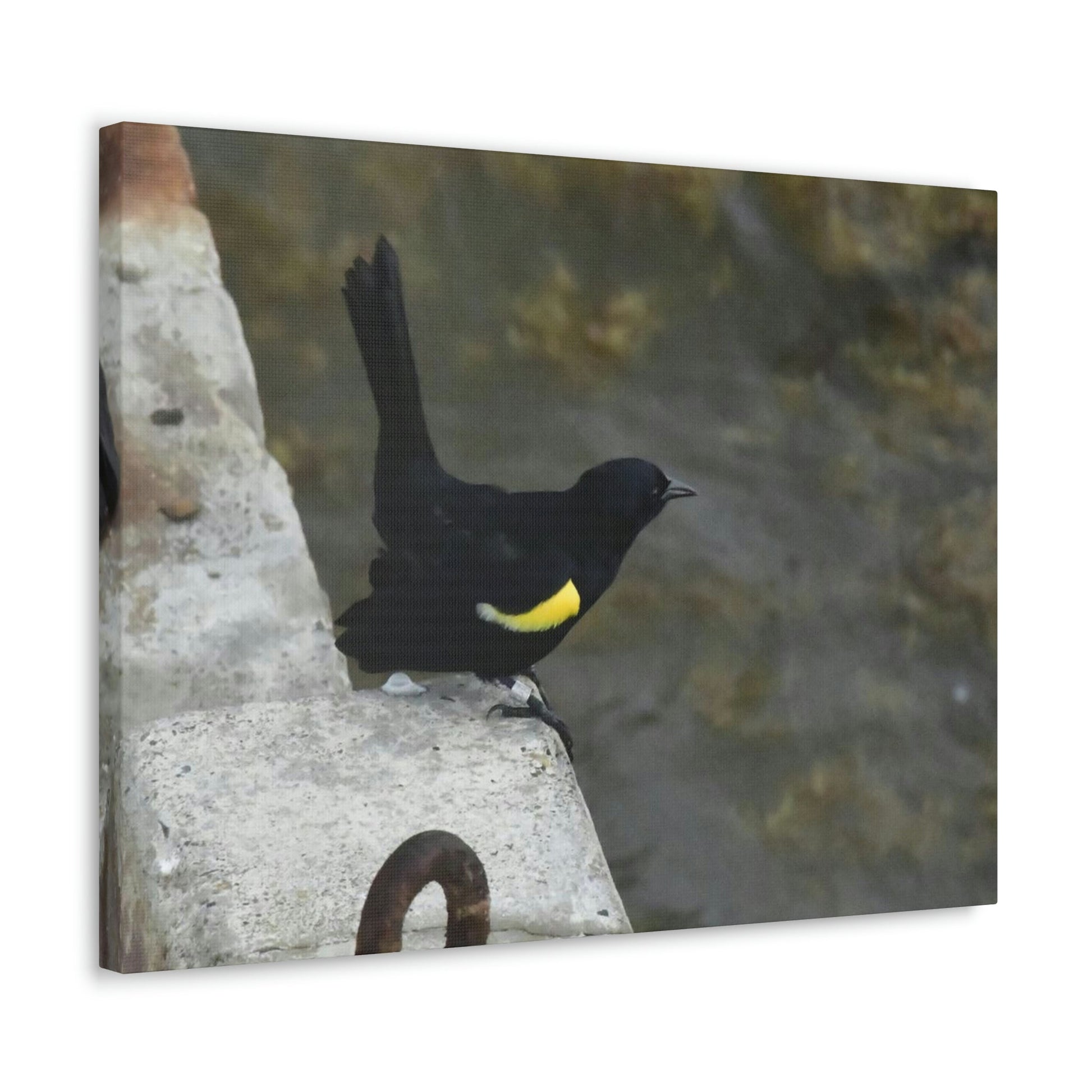 Birds of Mona Island - Puerto Rico - the Galapagos of the Caribbean - in Pajaros beach pier - Green Forest Home