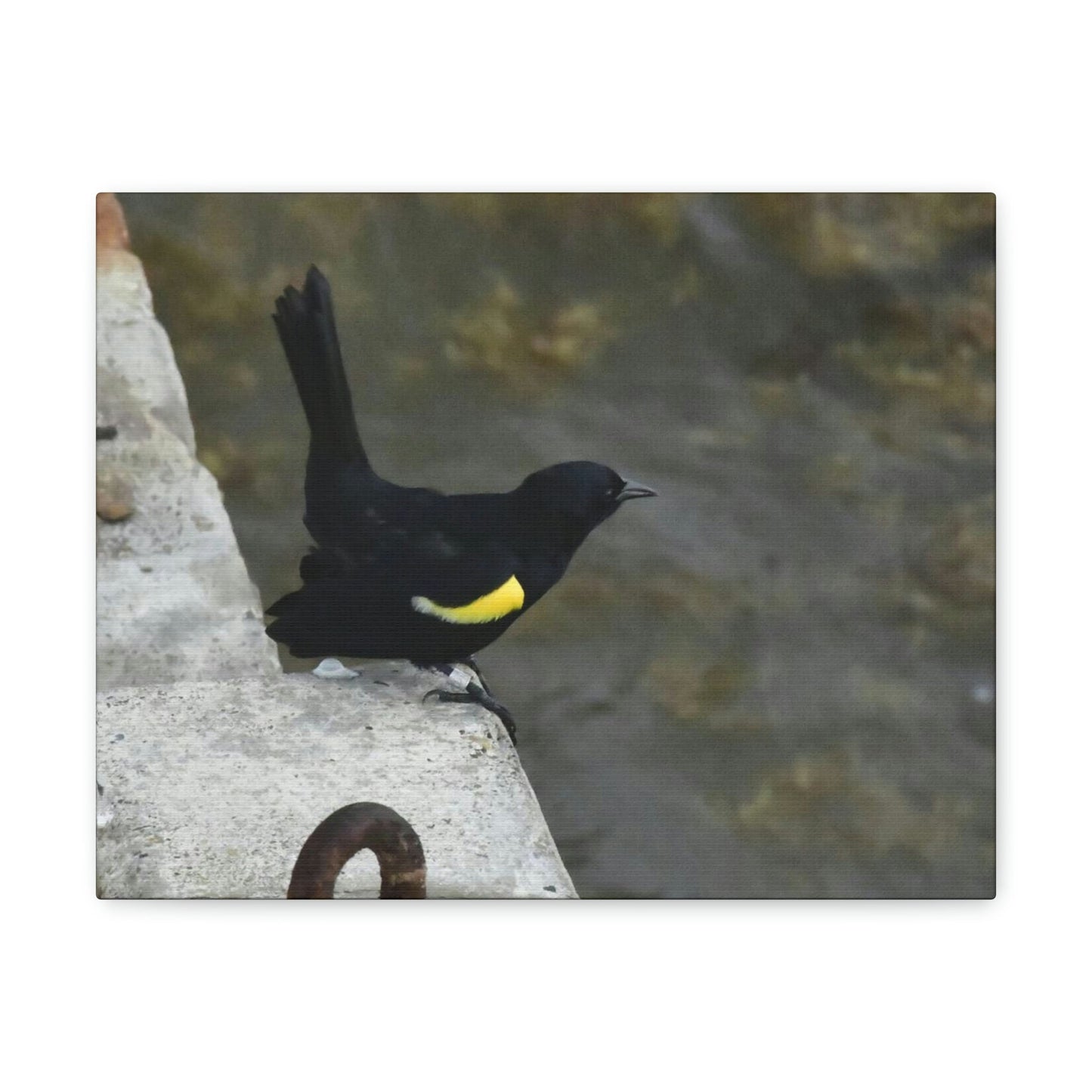 Birds of Mona Island - Puerto Rico - the Galapagos of the Caribbean - in Pajaros beach pier - Green Forest Home