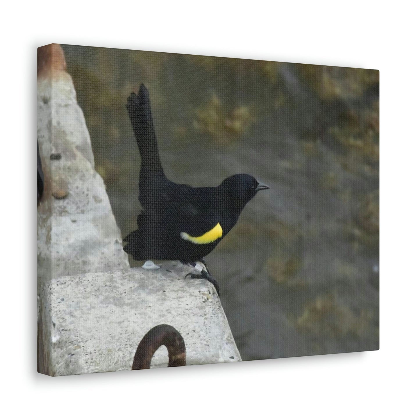 Birds of Mona Island - Puerto Rico - the Galapagos of the Caribbean - in Pajaros beach pier - Green Forest Home