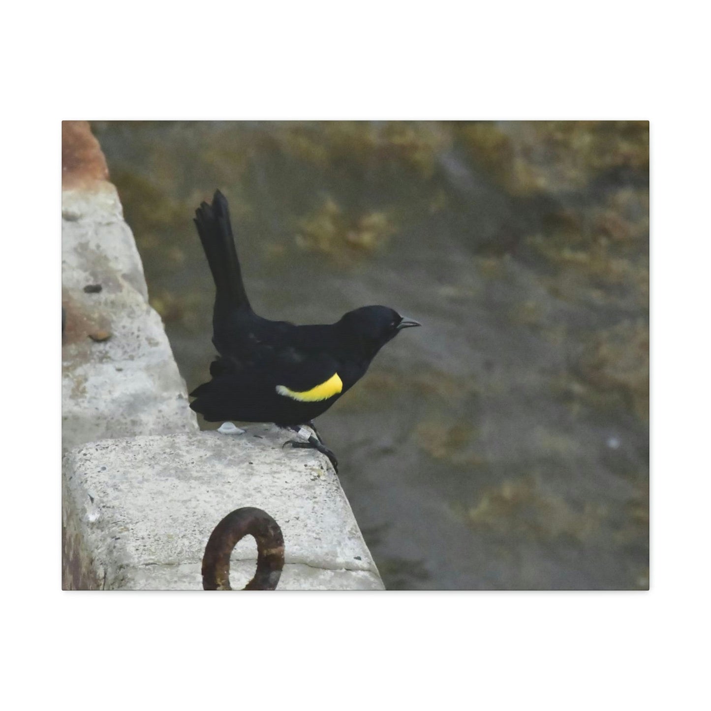 Birds of Mona Island - Puerto Rico - the Galapagos of the Caribbean - in Pajaros beach pier - Green Forest Home