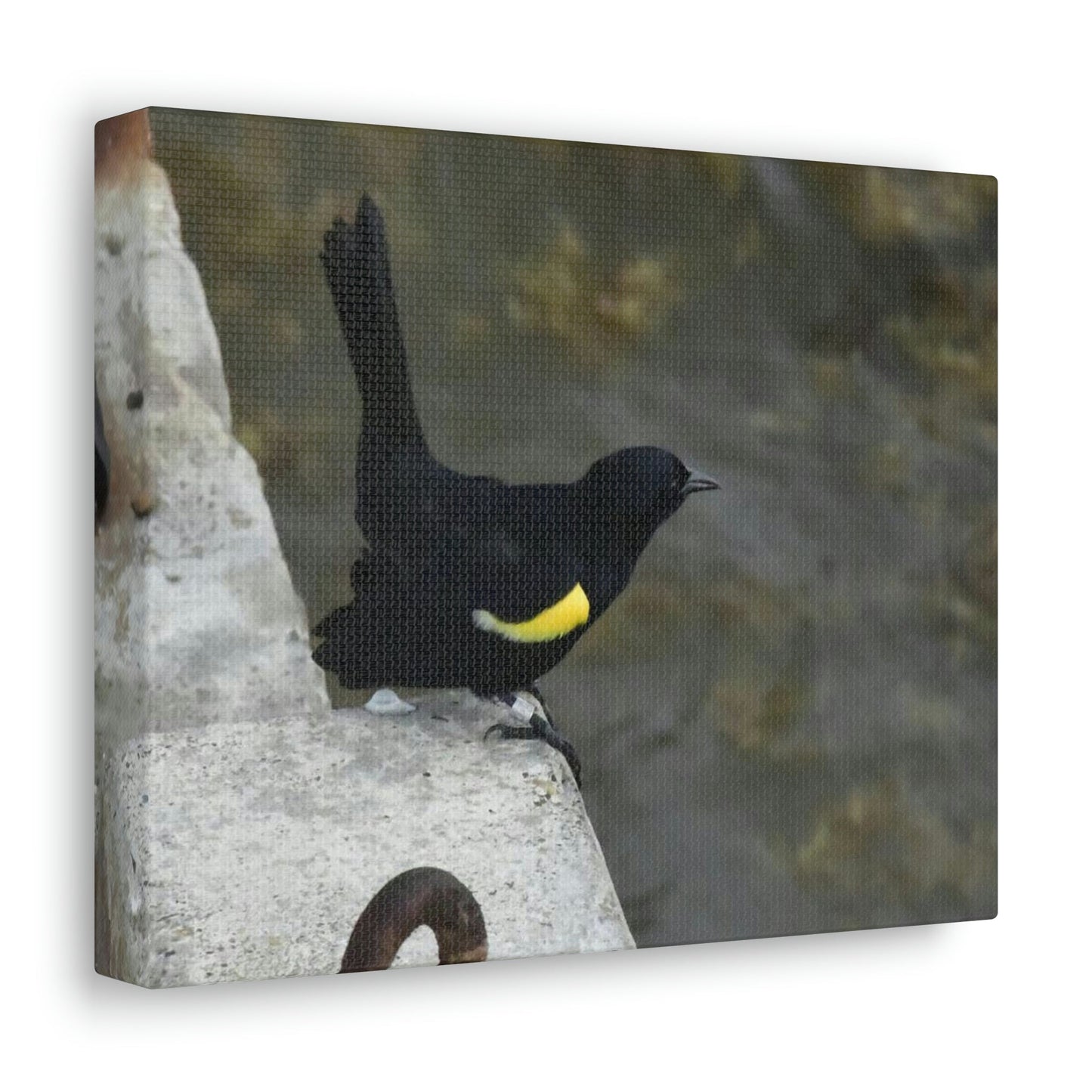 Birds of Mona Island - Puerto Rico - the Galapagos of the Caribbean - in Pajaros beach pier - Green Forest Home