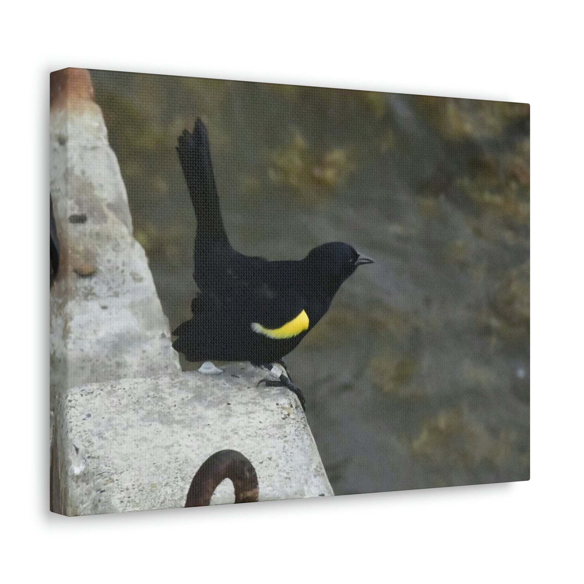 Birds of Mona Island - Puerto Rico - the Galapagos of the Caribbean - in Pajaros beach pier - Green Forest Home