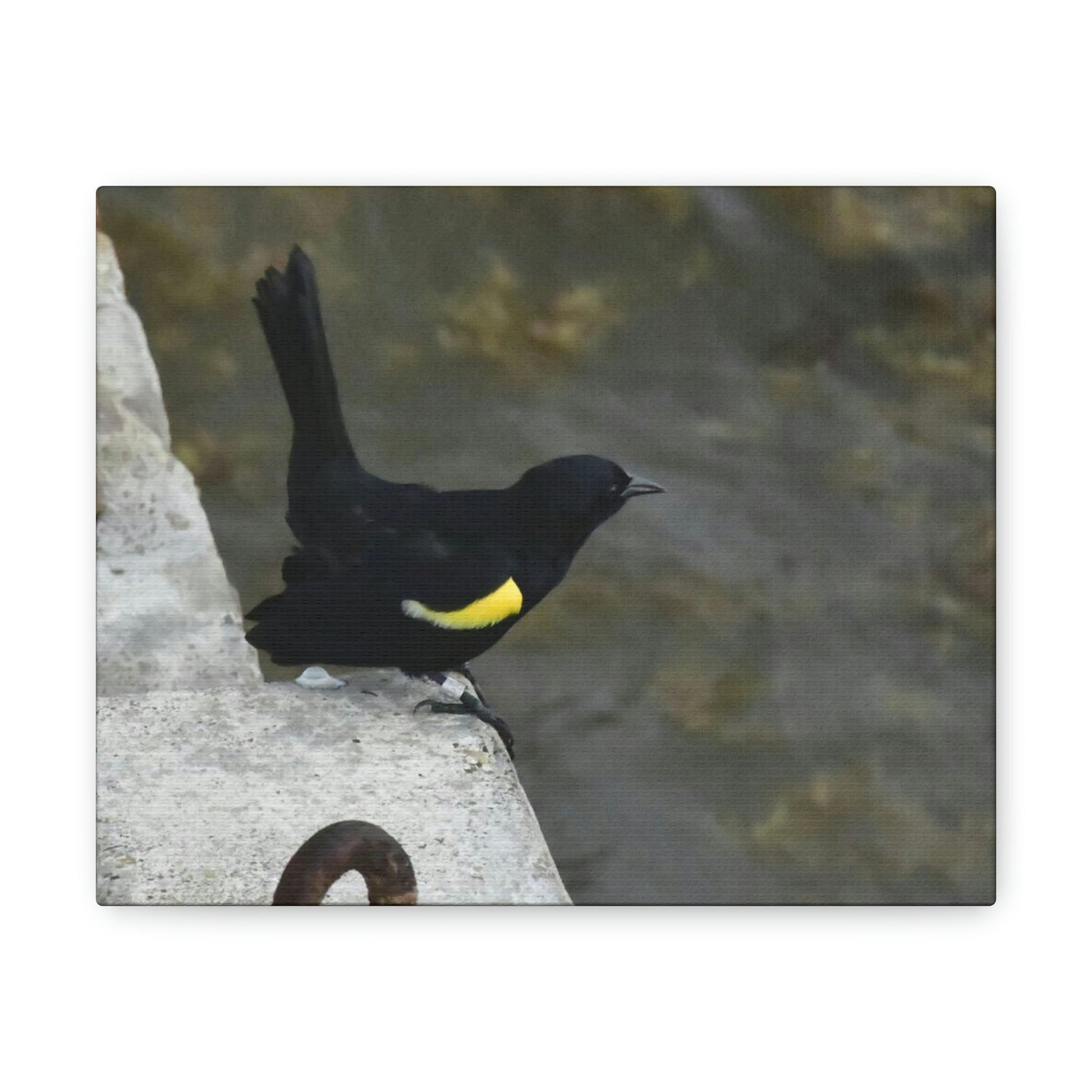 Birds of Mona Island - Puerto Rico - the Galapagos of the Caribbean - in Pajaros beach pier - Green Forest Home