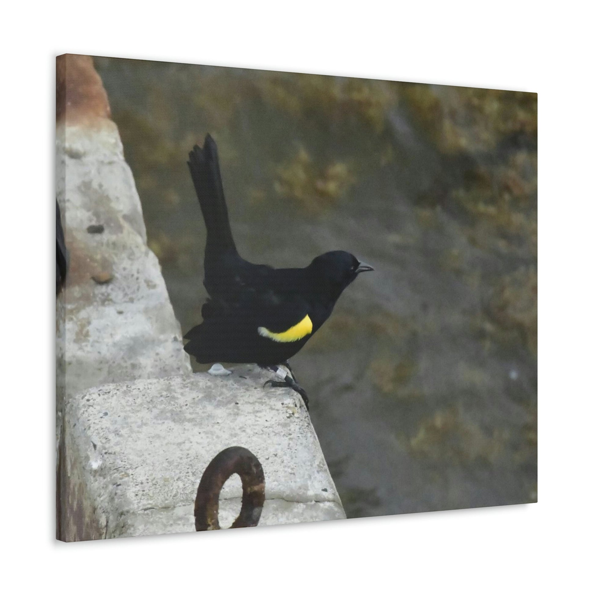 Birds of Mona Island - Puerto Rico - the Galapagos of the Caribbean - in Pajaros beach pier - Green Forest Home