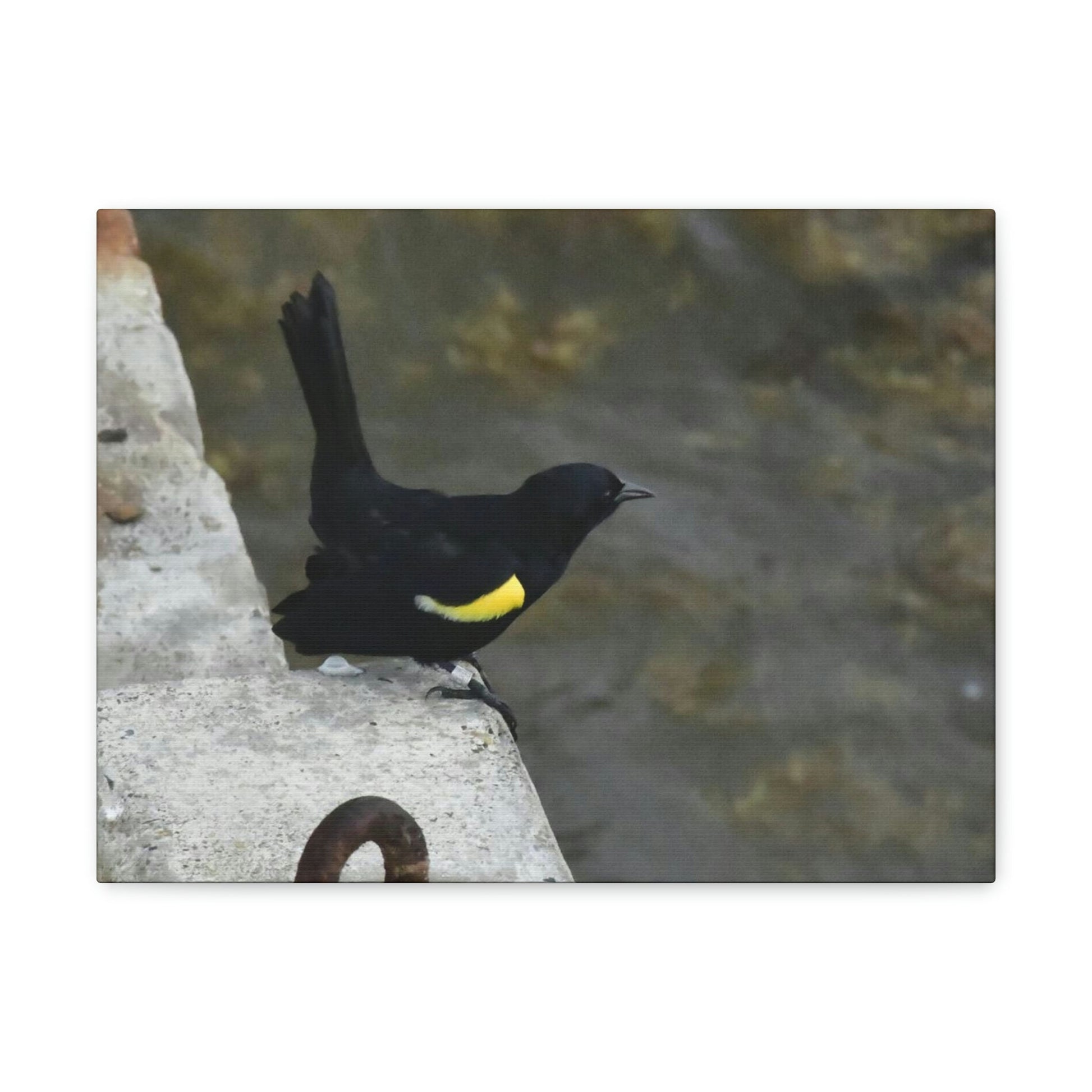 Birds of Mona Island - Puerto Rico - the Galapagos of the Caribbean - in Pajaros beach pier - Green Forest Home