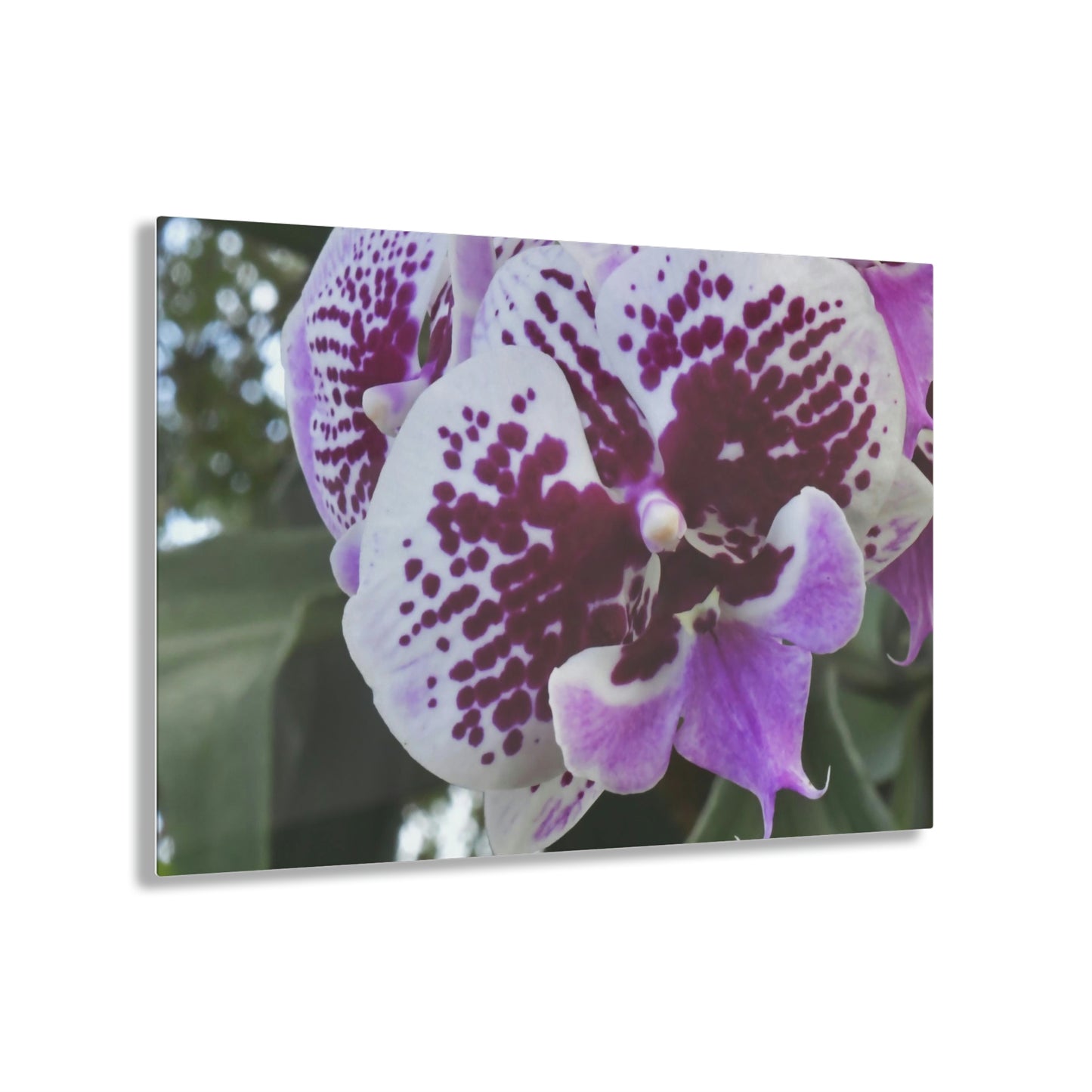 ACRYLIC Wall Prints - ORCHIDS - the sharpest colors and prints - lasting glass surface - stunning for the Green Forest Home decor - US Made