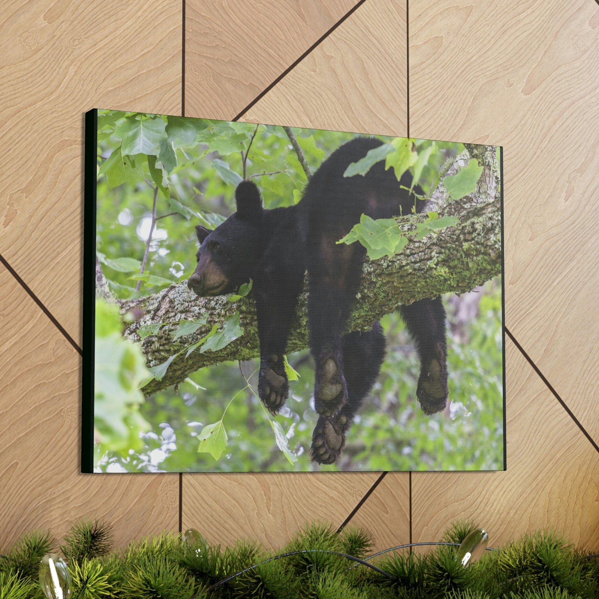 Canvas Gallery Wraps - A black bear resting and enjoying the parks beauty - on a tree branch in Mountain National Park (SMNP) USA - Green Forest Home