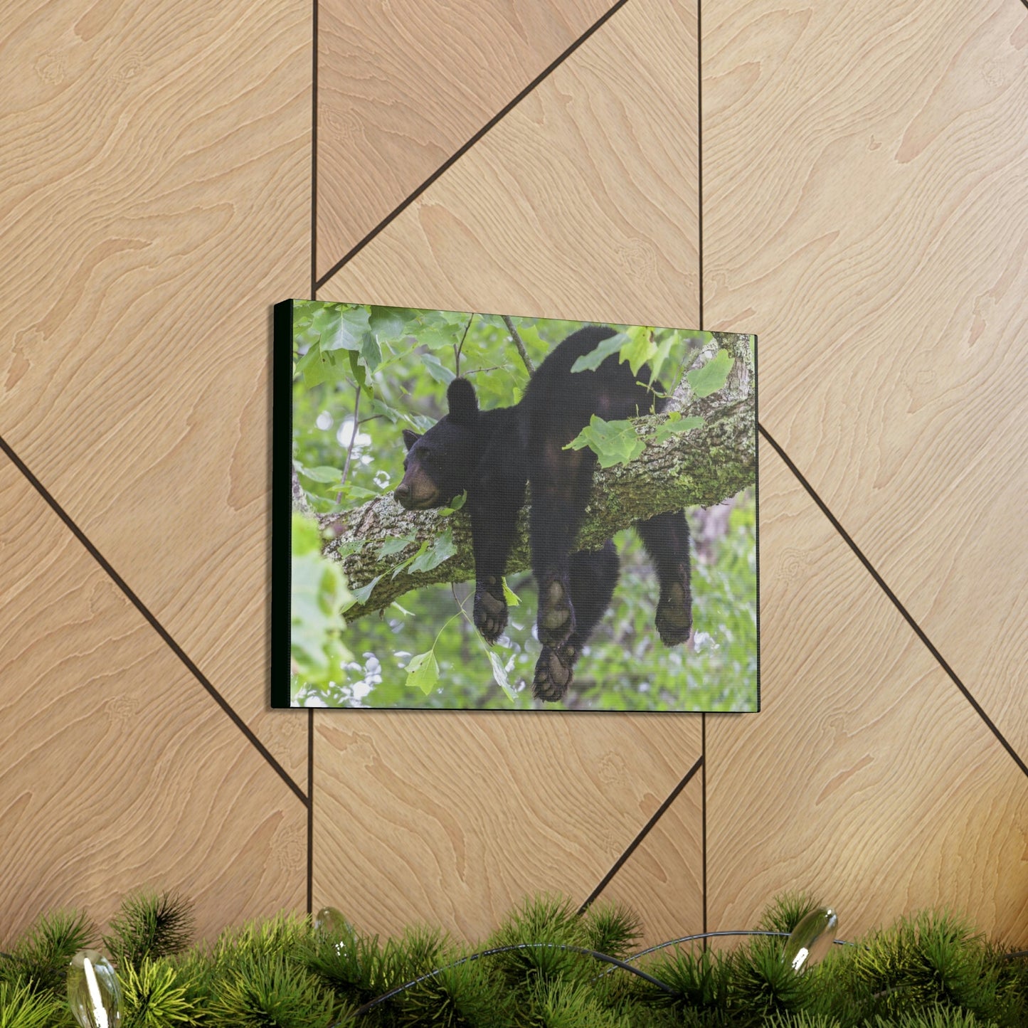 Canvas Gallery Wraps - A black bear resting and enjoying the parks beauty - on a tree branch in Mountain National Park (SMNP) USA - Green Forest Home