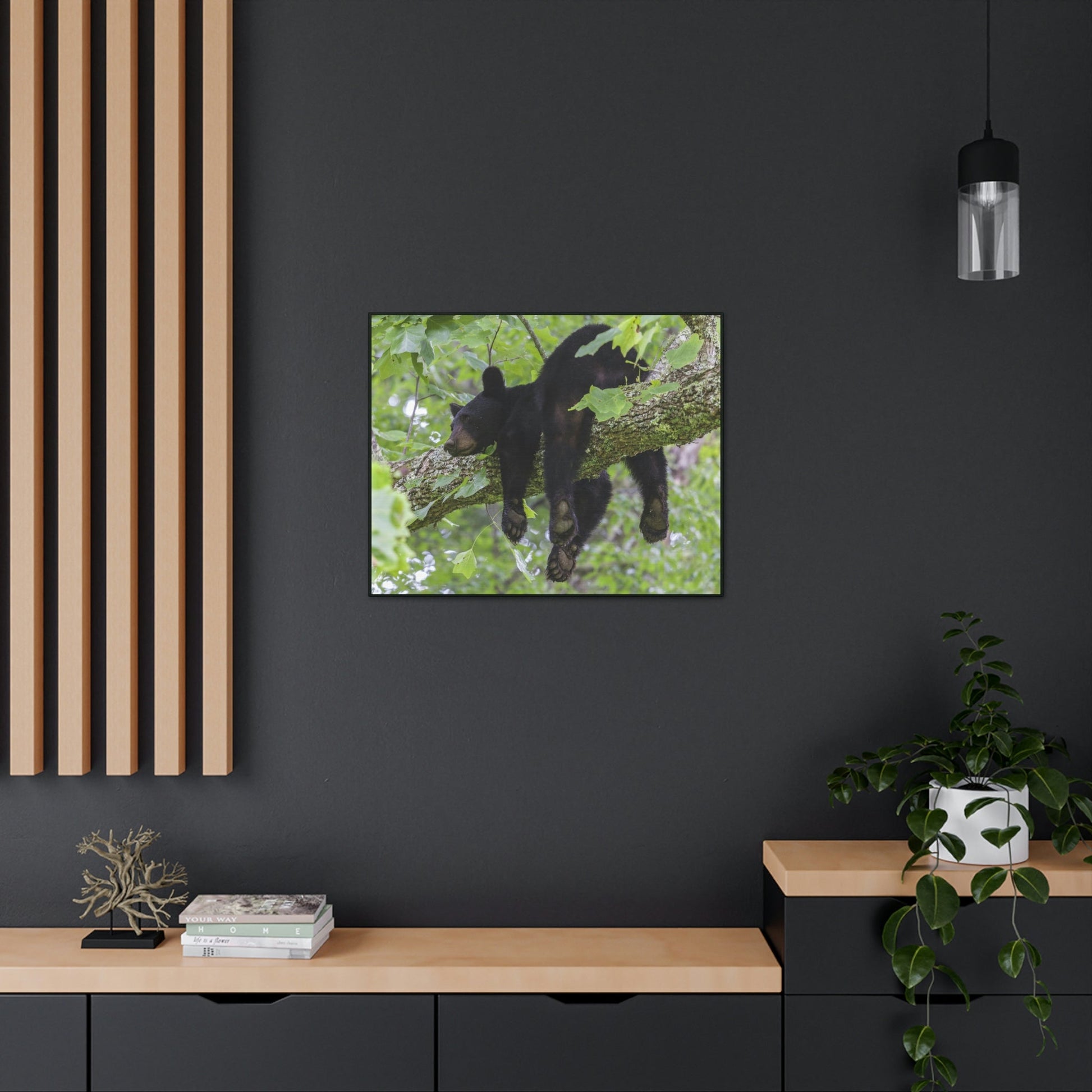 Canvas Gallery Wraps - A black bear resting and enjoying the parks beauty - on a tree branch in Mountain National Park (SMNP) USA - Green Forest Home