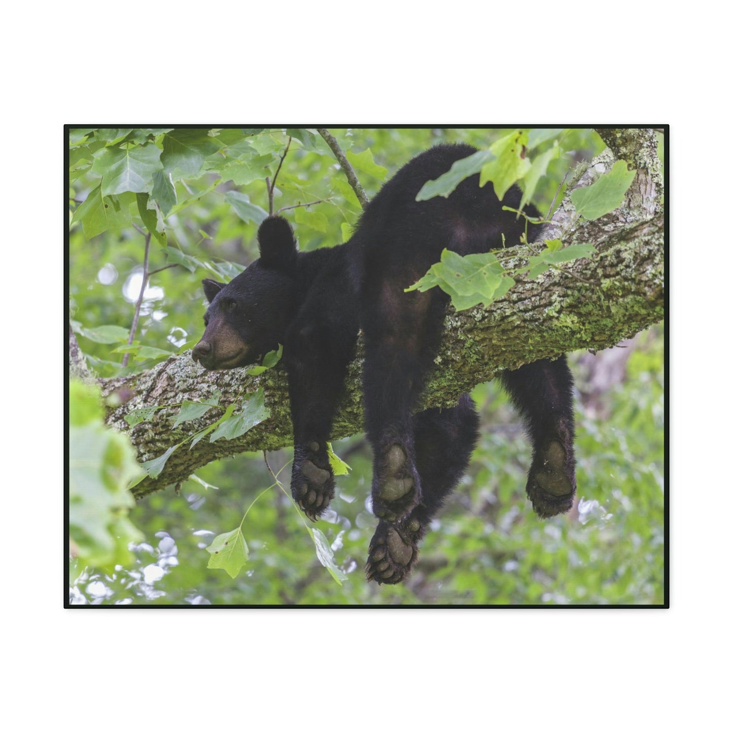 Canvas Gallery Wraps - A black bear resting and enjoying the parks beauty - on a tree branch in Mountain National Park (SMNP) USA - Green Forest Home