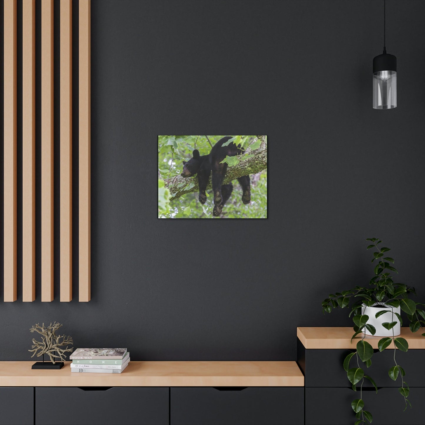 Canvas Gallery Wraps - A black bear resting and enjoying the parks beauty - on a tree branch in Mountain National Park (SMNP) USA - Green Forest Home