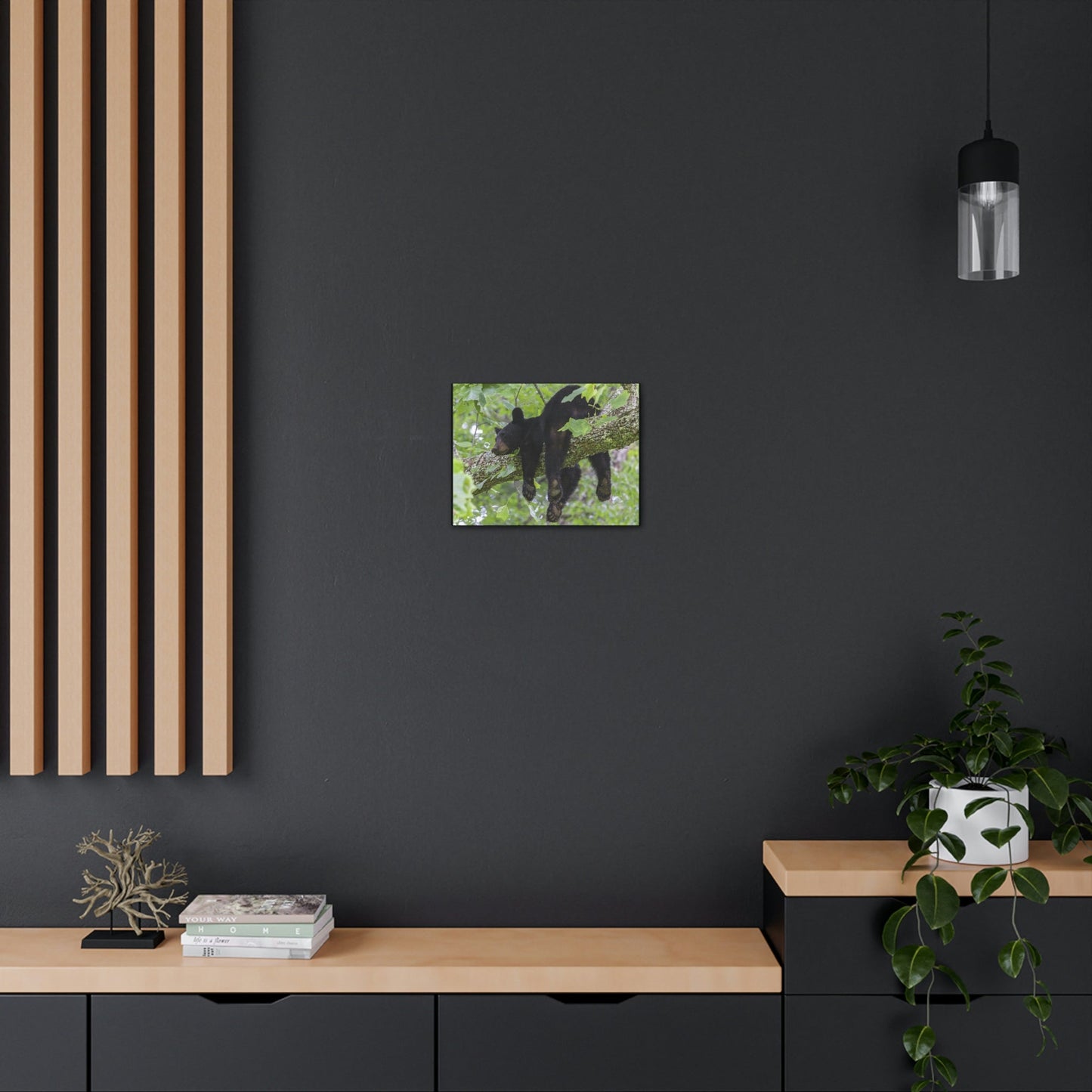 Canvas Gallery Wraps - A black bear resting and enjoying the parks beauty - on a tree branch in Mountain National Park (SMNP) USA - Green Forest Home