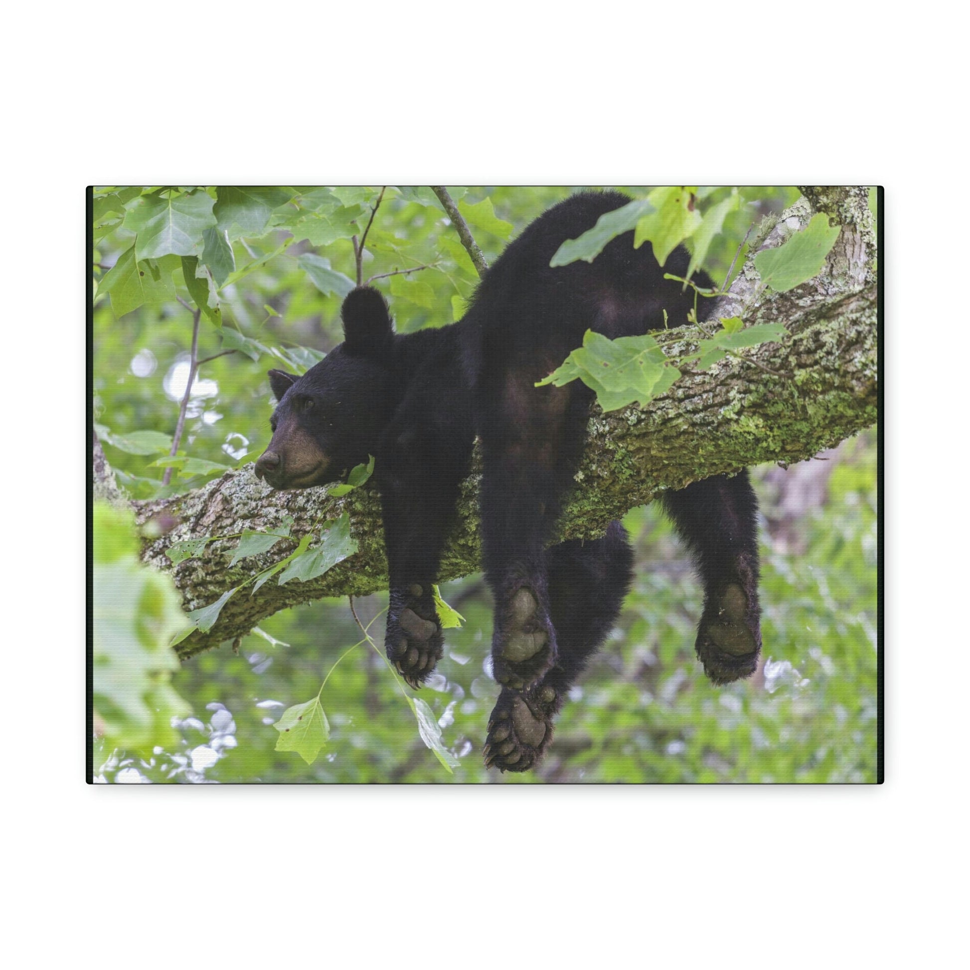 Canvas Gallery Wraps - A black bear resting and enjoying the parks beauty - on a tree branch in Mountain National Park (SMNP) USA - Green Forest Home